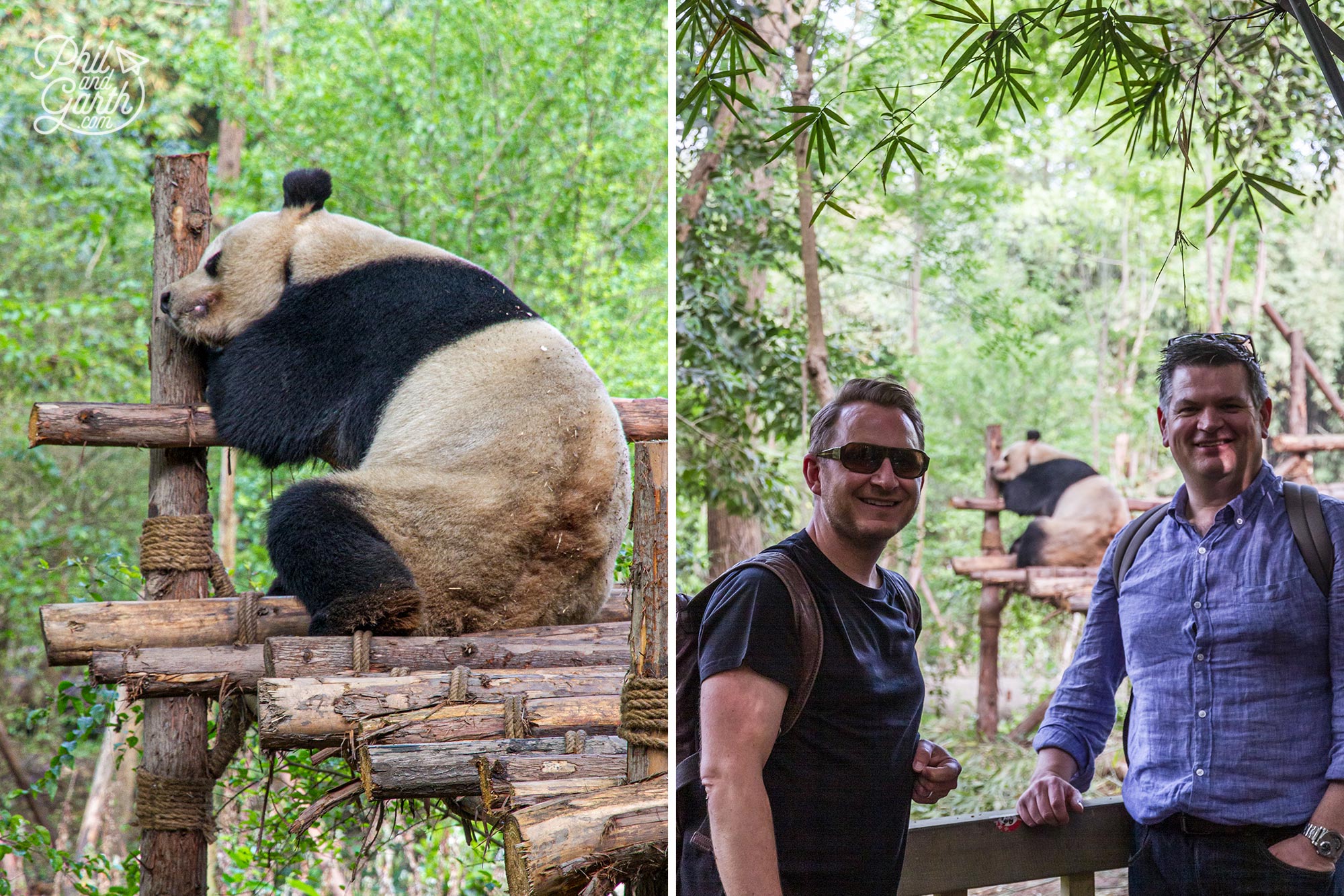 The goant pandas love resting and sleeping. Eating all day is hard work!