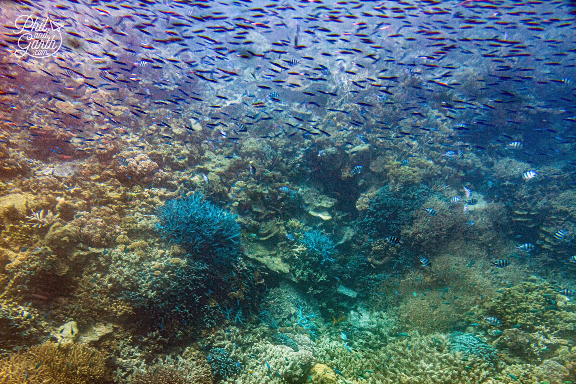 The living coral thrives in water that are low in nutrients
