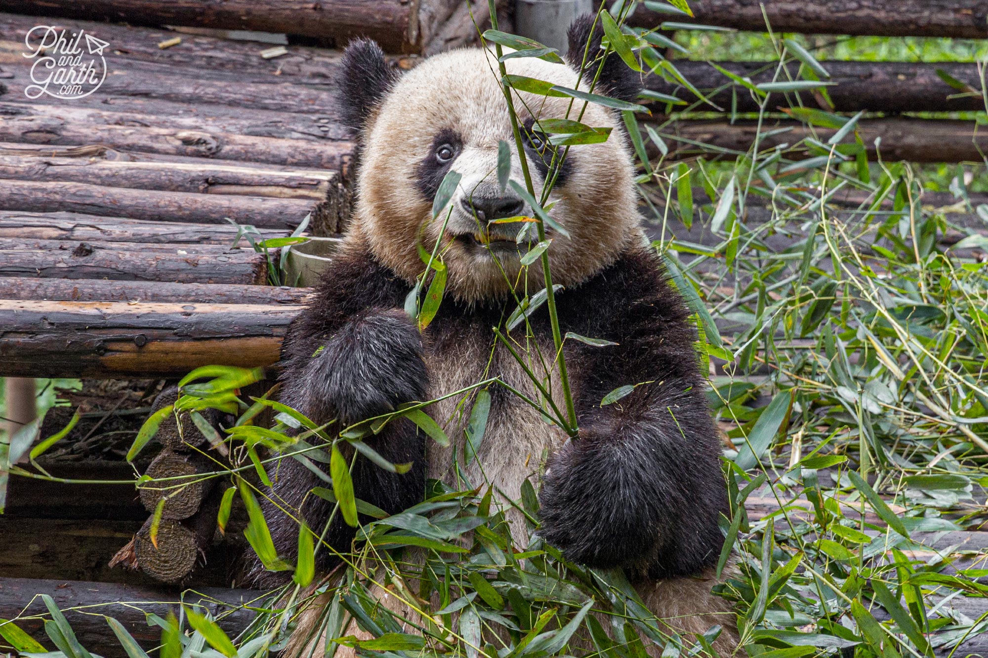 The panda's white fur is browner than we thought it would be