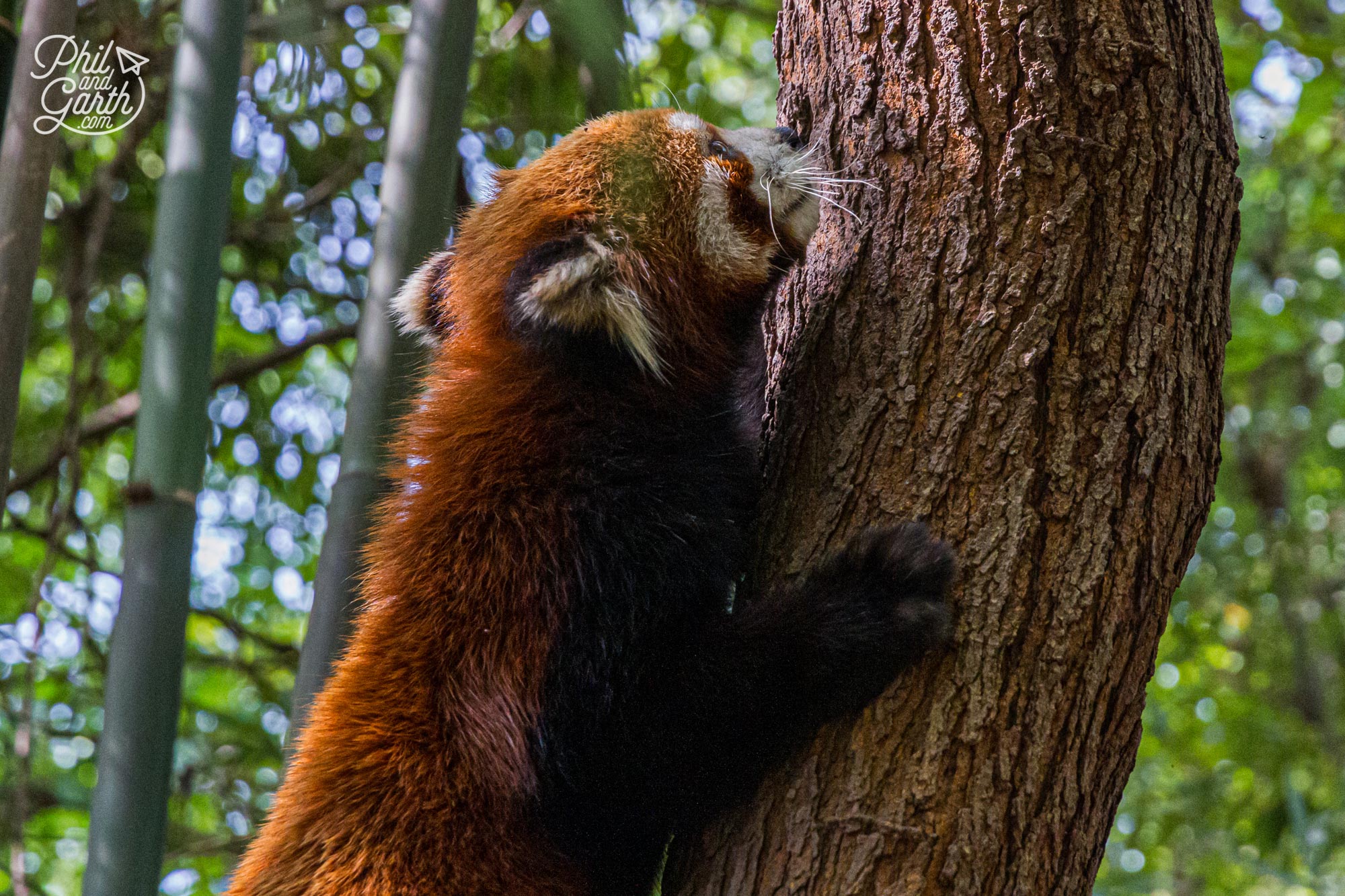 The red pandas look more like racoons than the black and white giant pandas