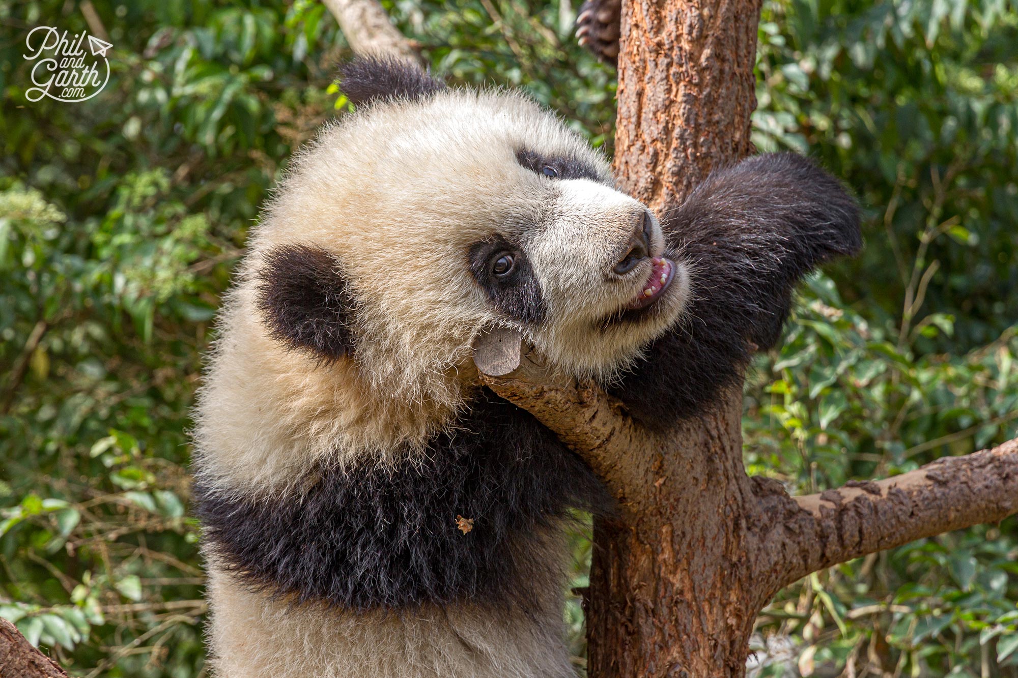 The young pandas love climbing the trees