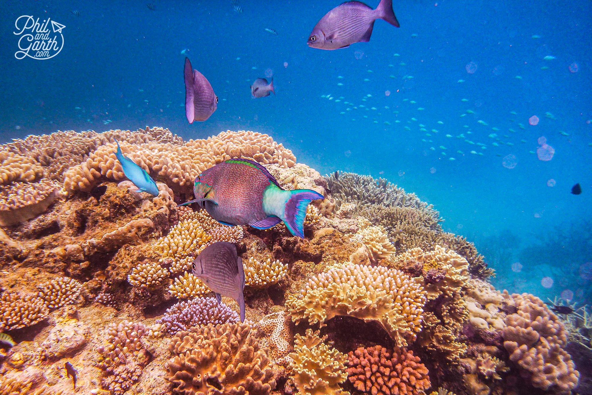 There's over 1,500 species of fish on the Great Barrier Reef