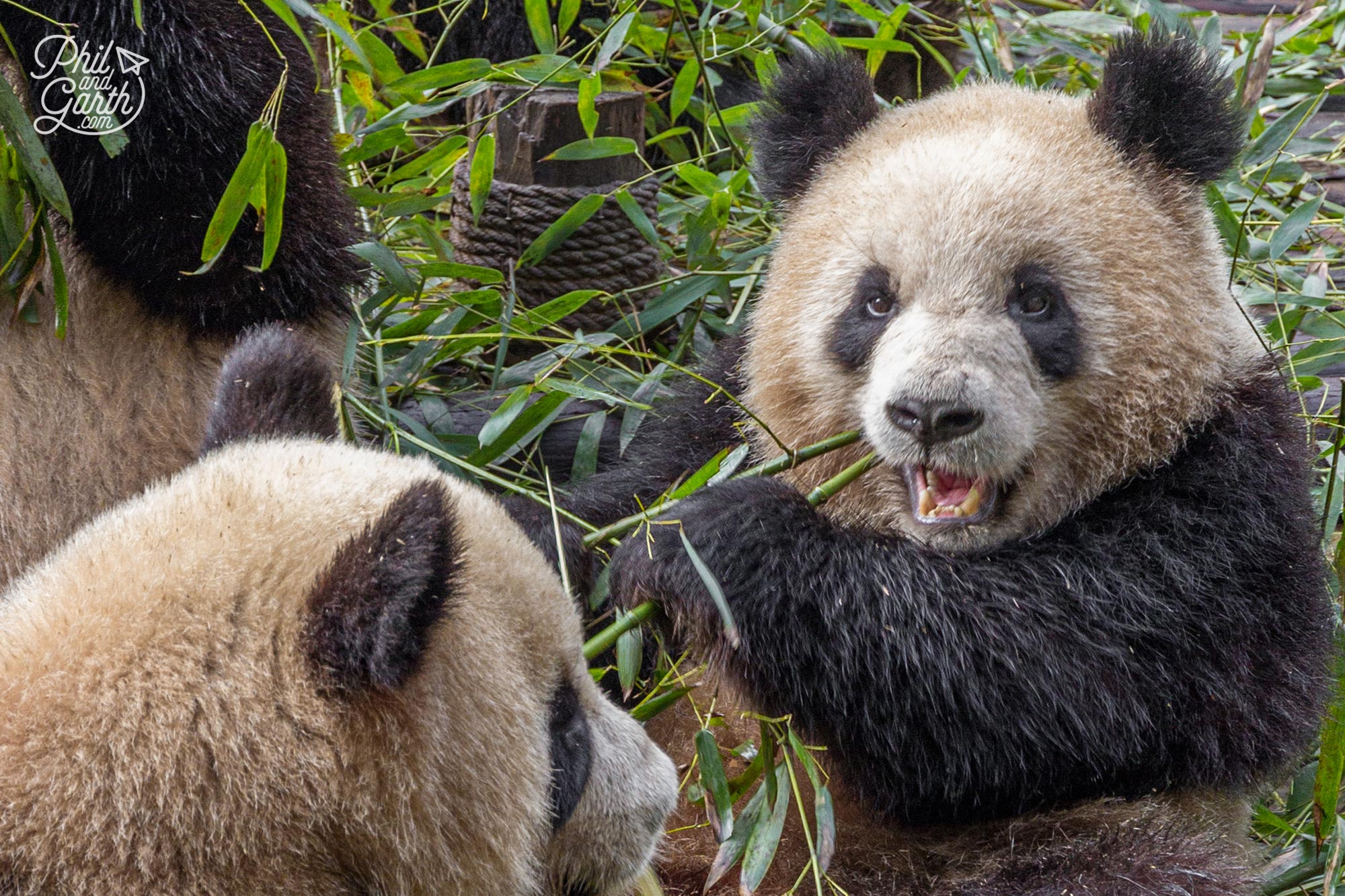 Watching the giant pandas sleep, play and eating loads of bamboo!