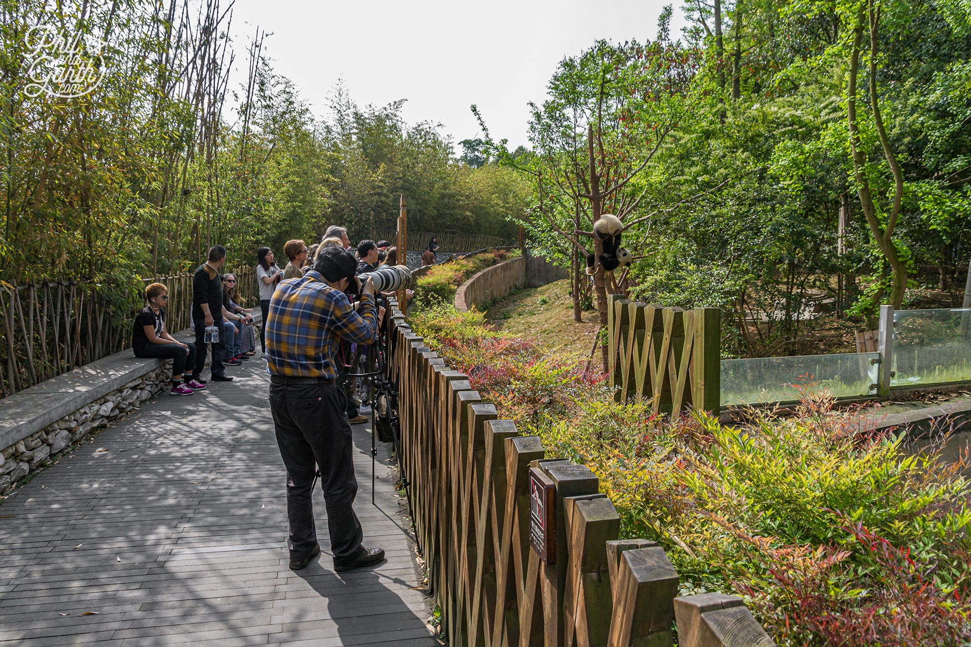 You can get reasonably close to the pandas in some of the areas which is cool