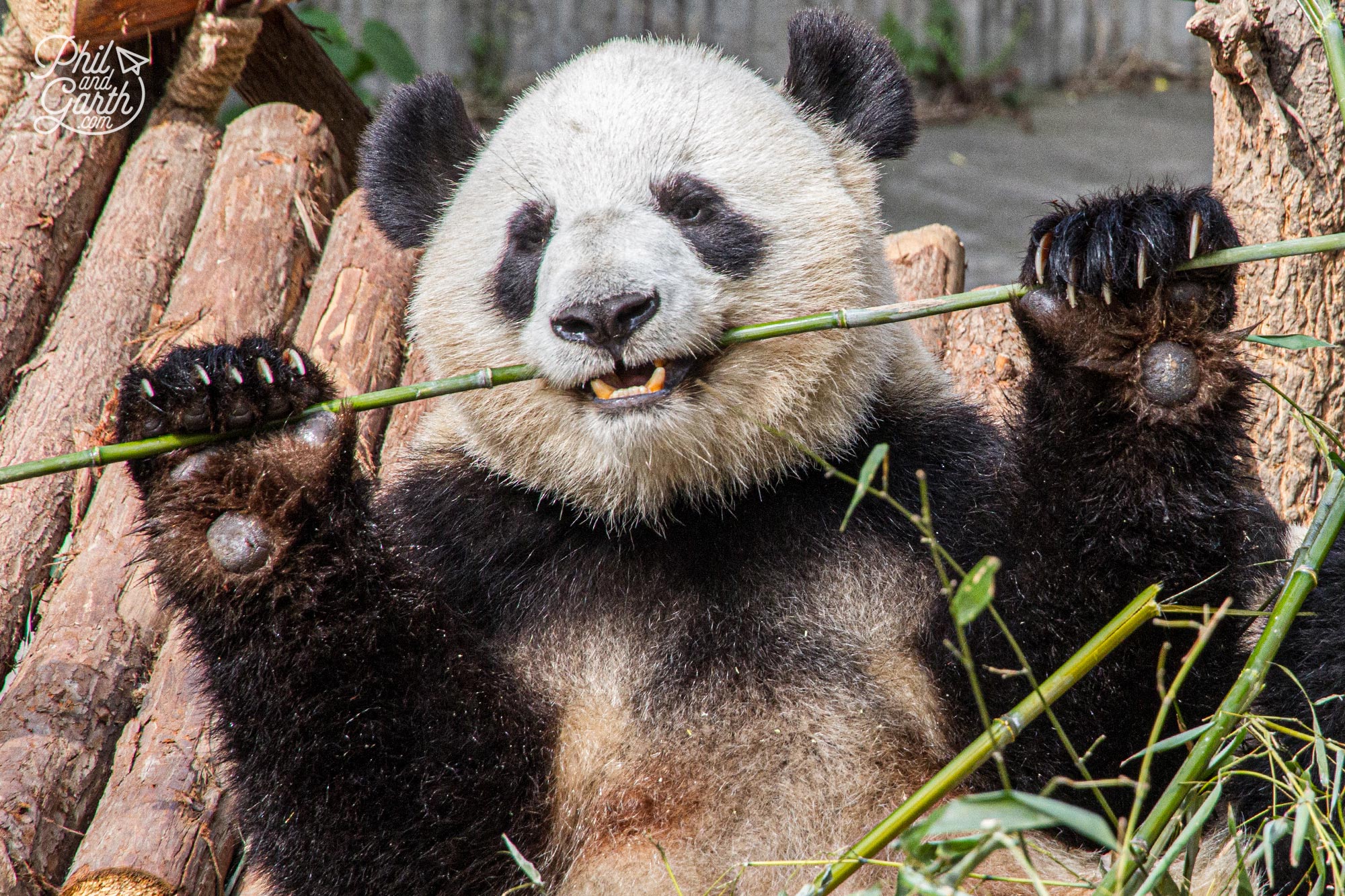 You can see the panda's thumbs in this photo which makes it easy to grip the bamboo