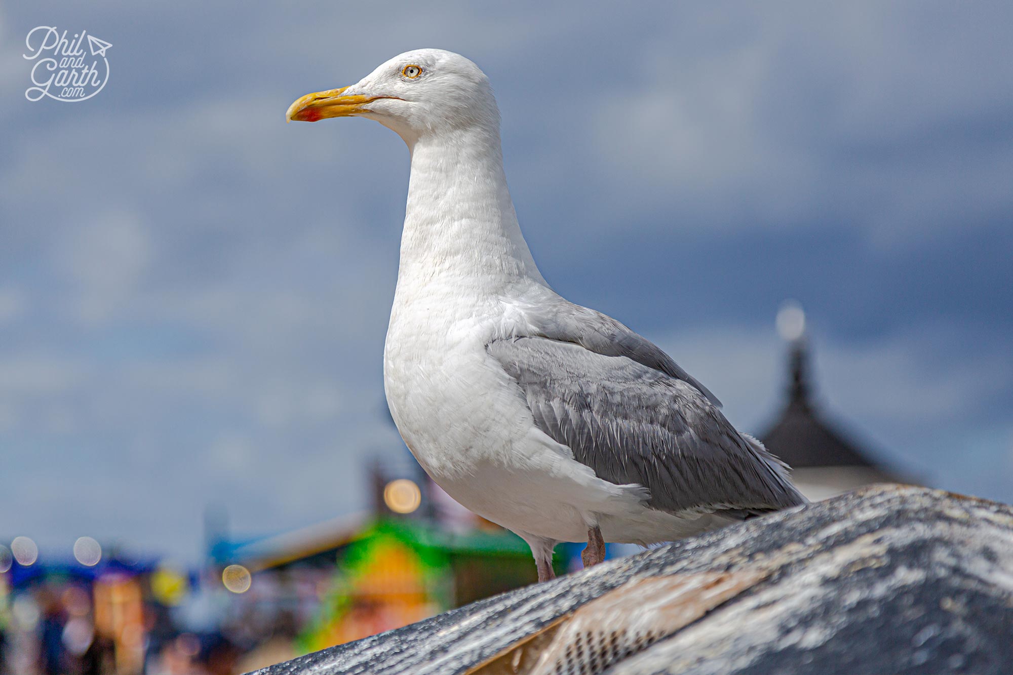 Whitby seagulls, or kittiwakes by their proper name are loud, greedy and will steal your food