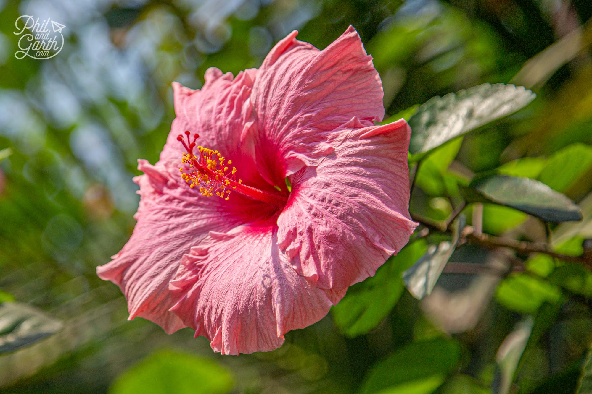 A Hibiscus pink flower - one of Garth's favourite plants