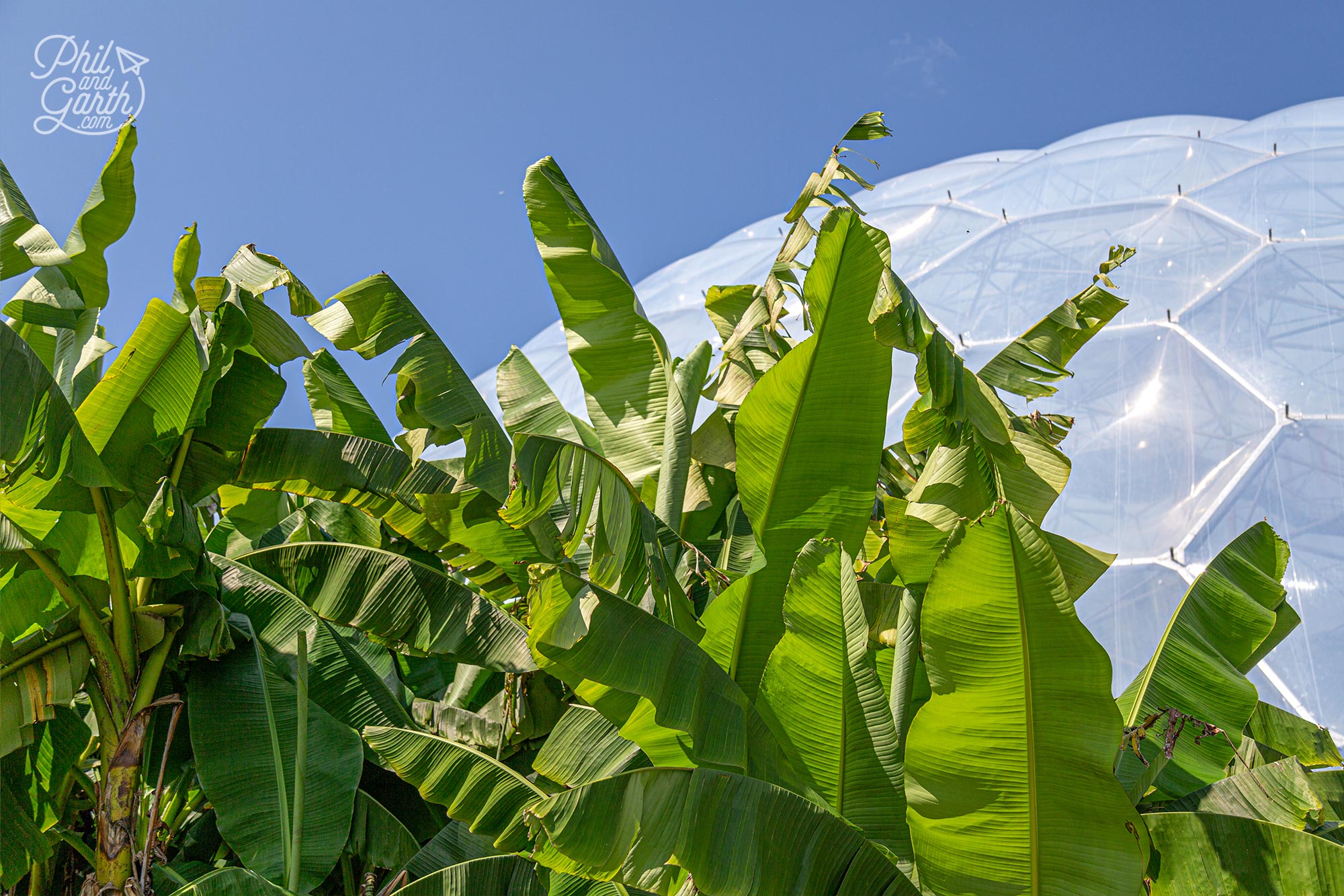 Amazing to see bananas growing in the middle of the English countryside