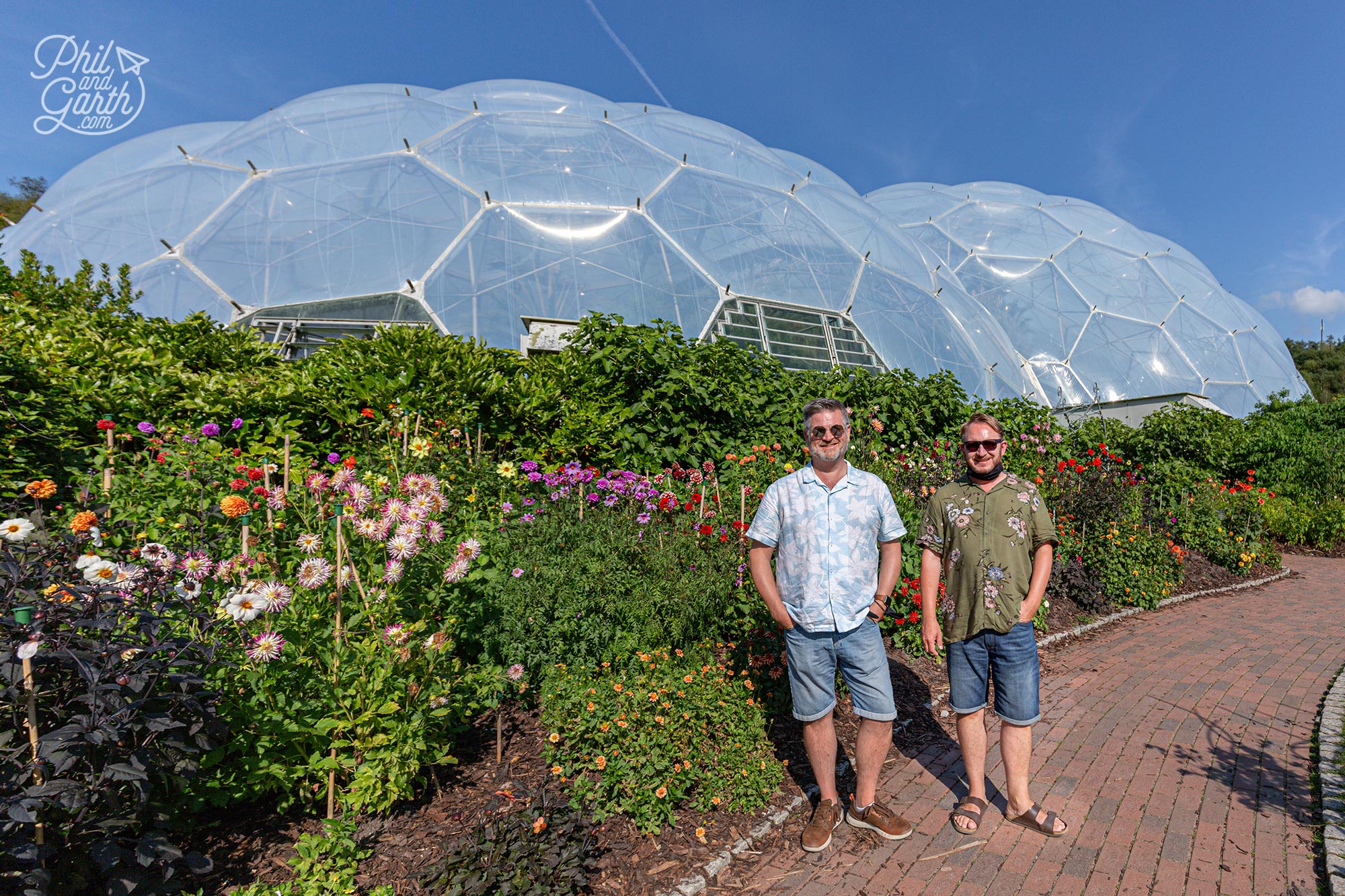 Gorgeous display of dahlias in the outdoor garden of the Eden Project, Cornwall