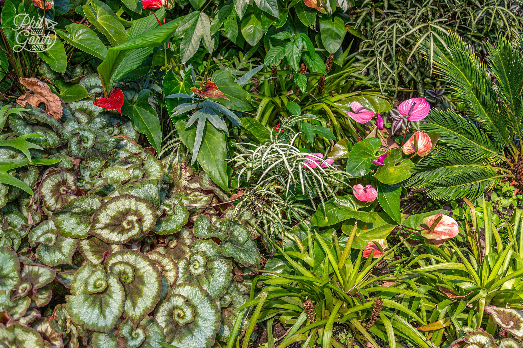 How gorgeous is this combination of tropical plants and flowers