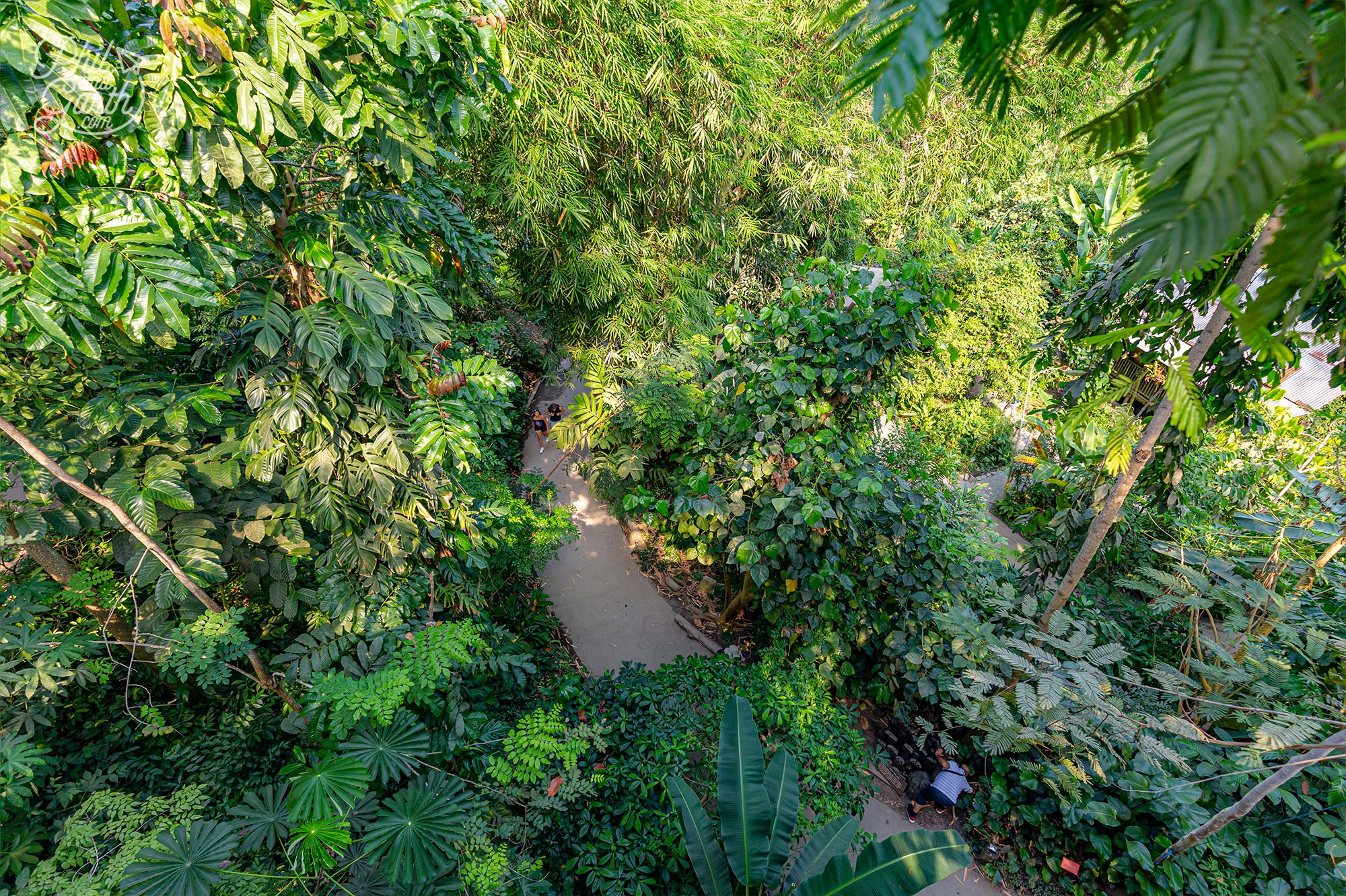 Looking down on the plants and trees from the Rainforest Canopy Walkway