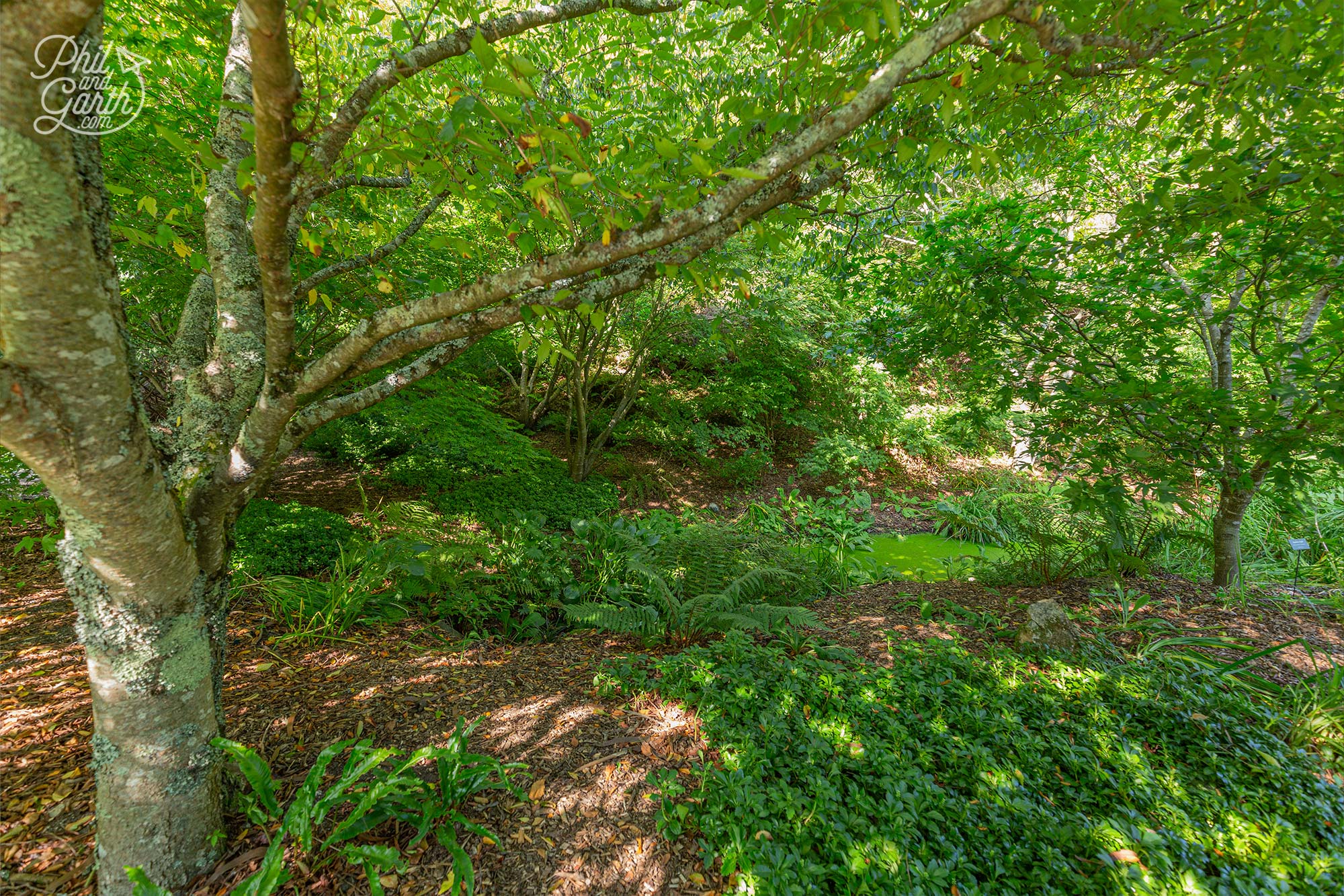 One of the shady Japanese Gardens on the way out of the Eden Project