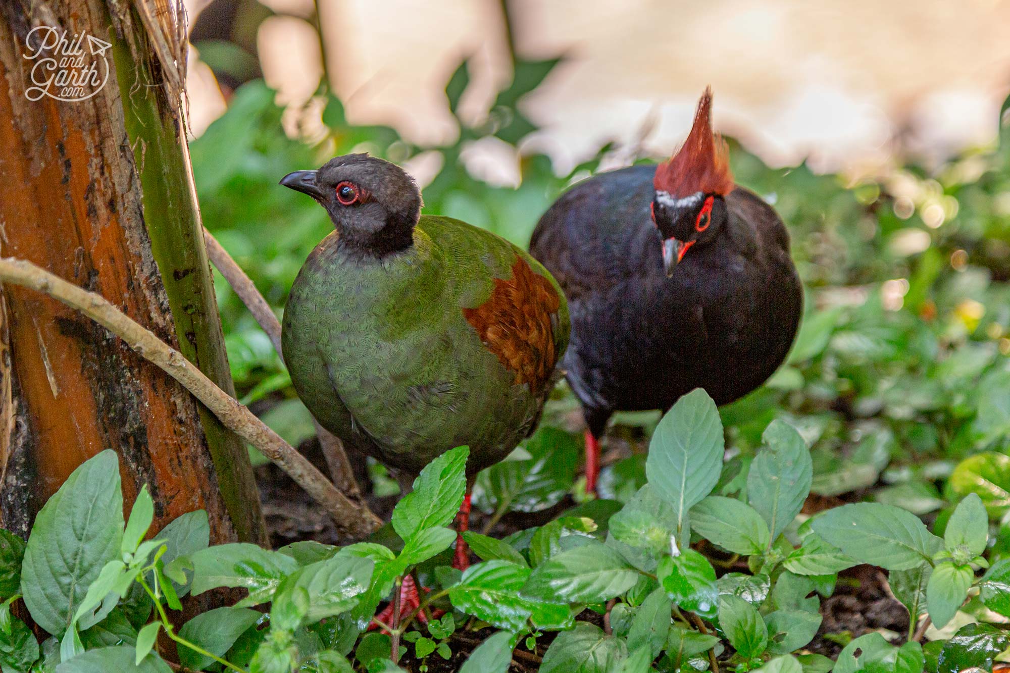 Roul-roul partridges - usually found in the rainforests of Myanmar, Thailand, Malayasia and Borneo