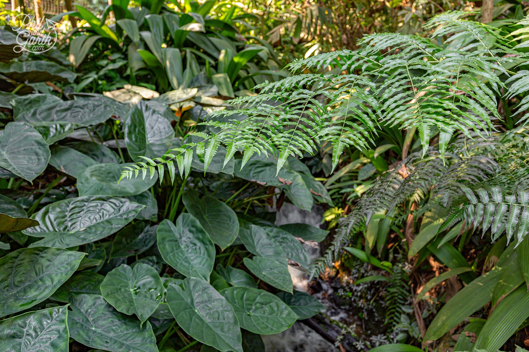 So many contrasting foliage shapes and hues of green