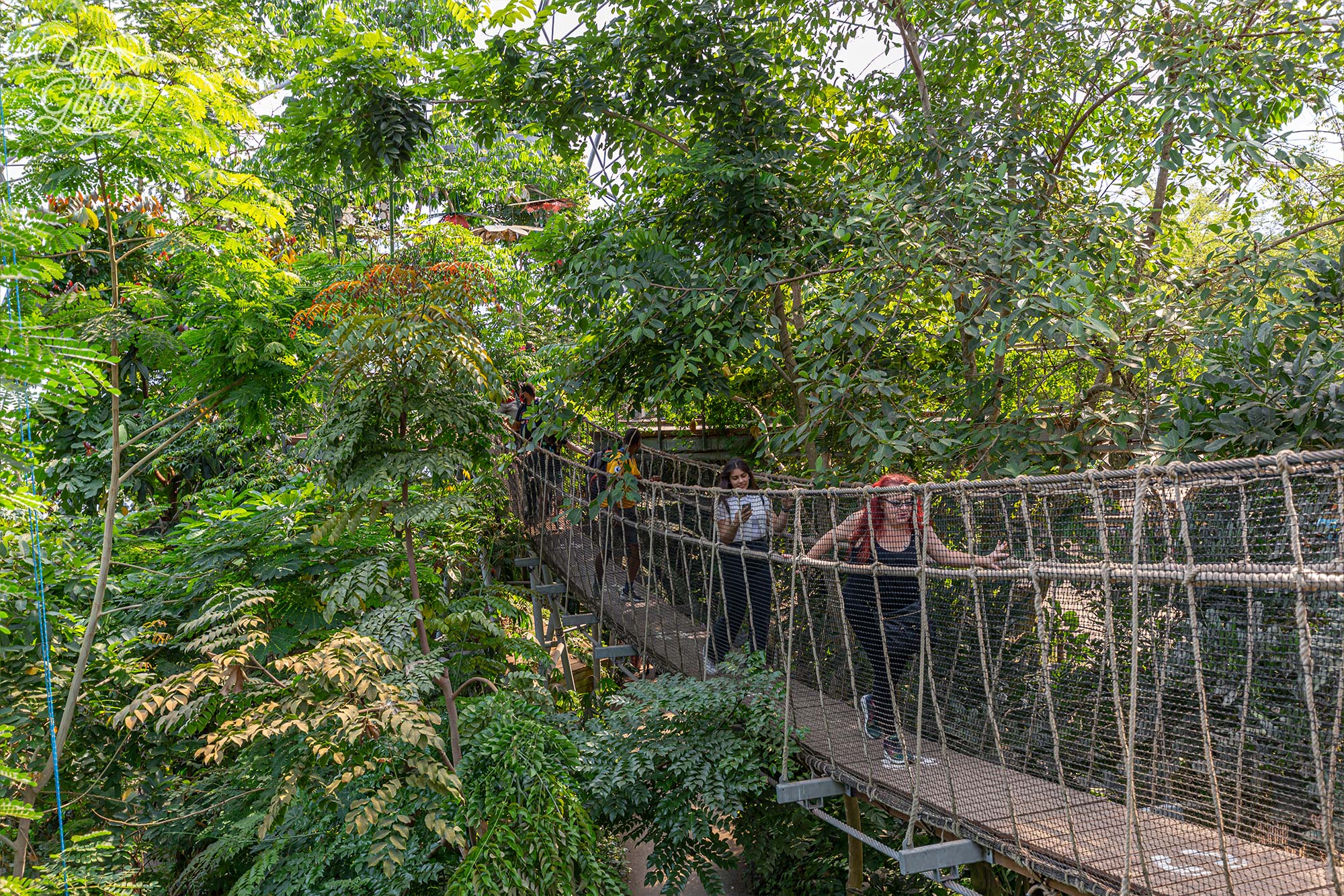 The Wobbly Bridge inside the Rainforest Biome