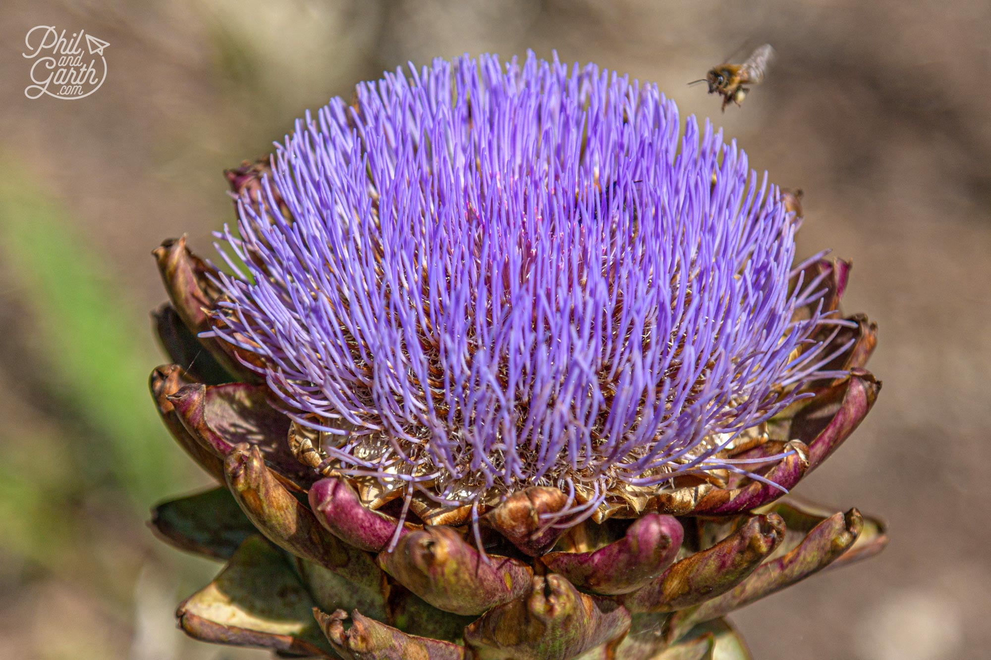 The bees loved these globe artichokes