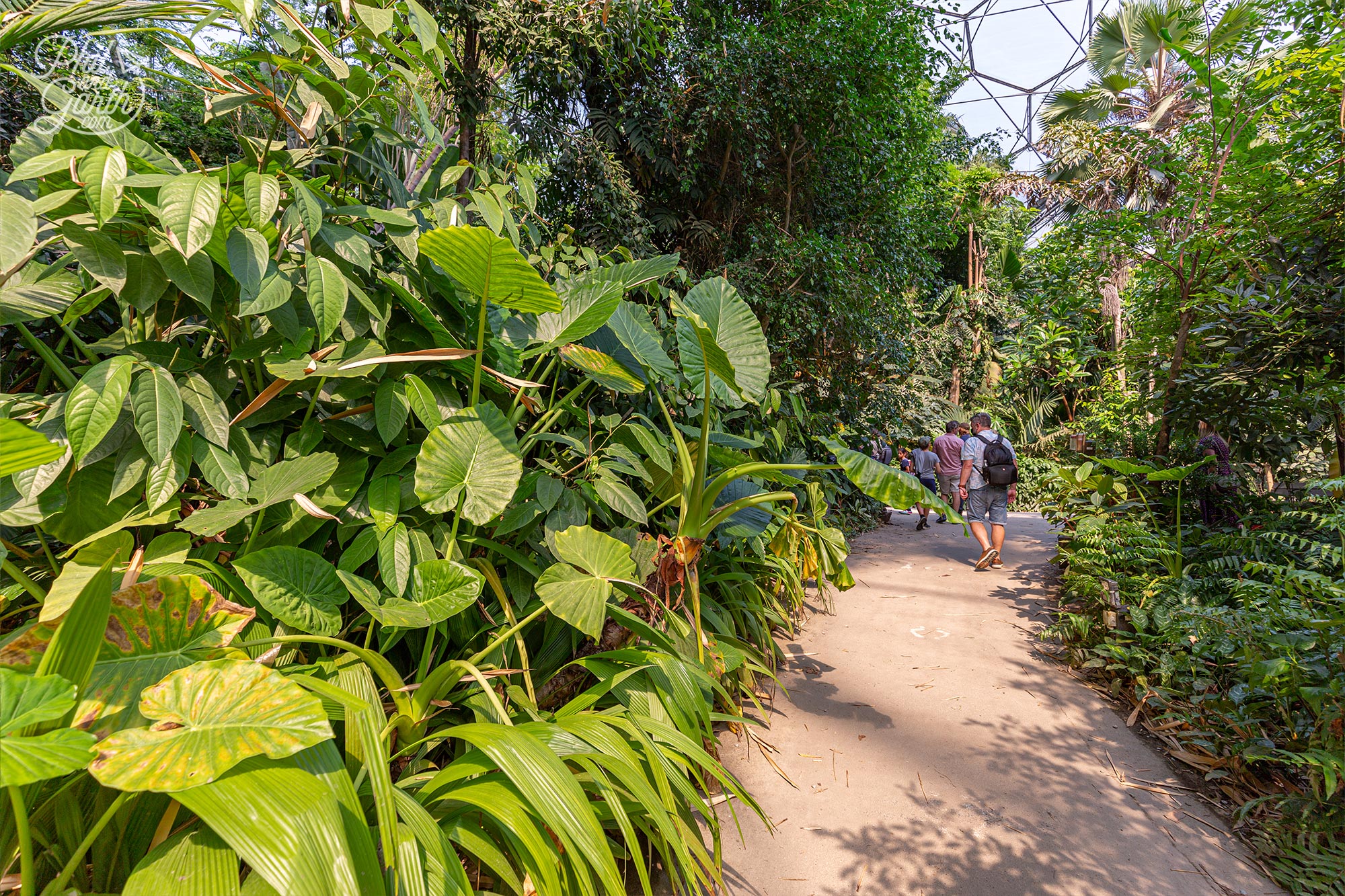 The path guides visitors through all the attractions of the rainforest biome