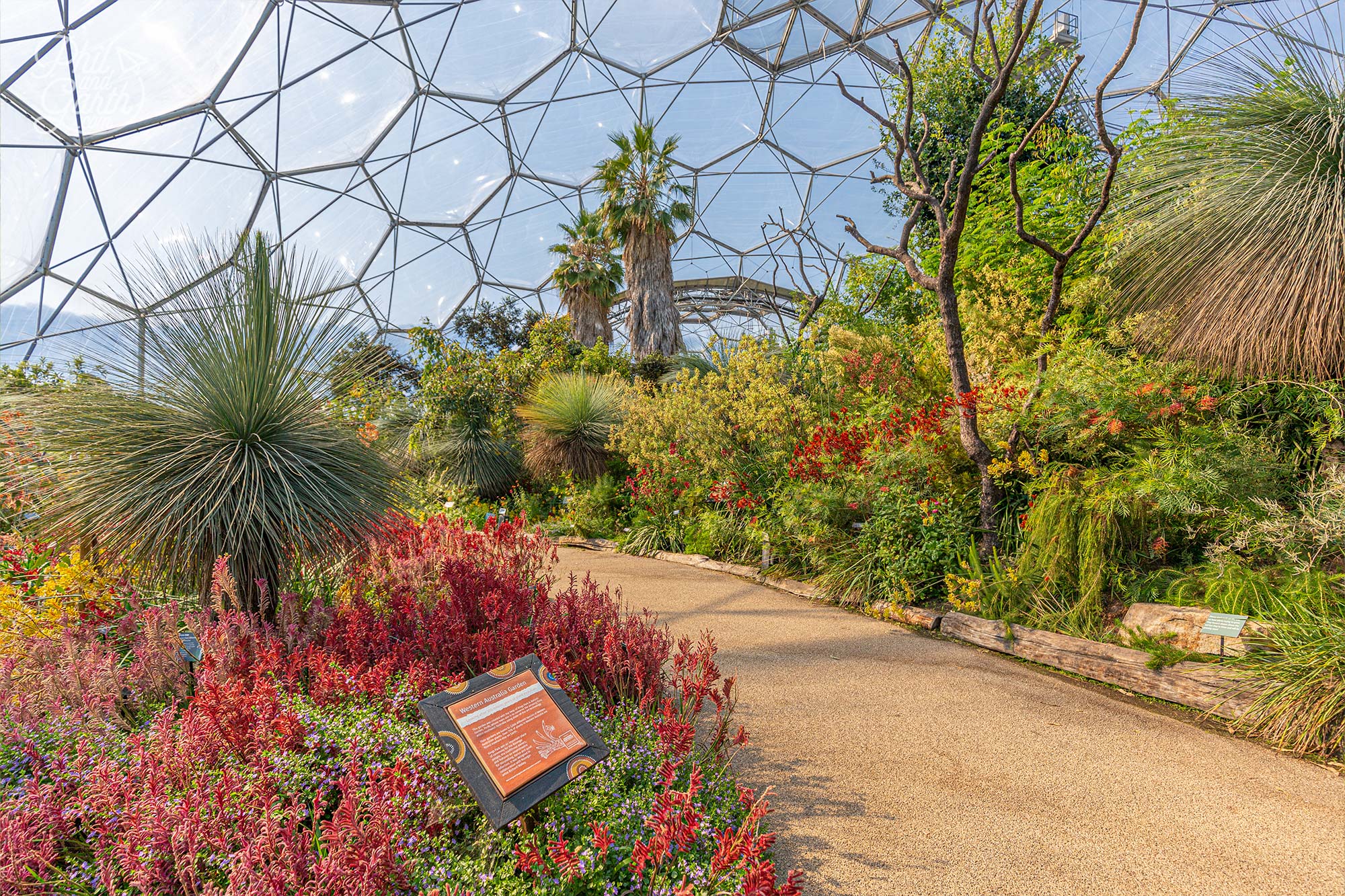 The colourful Western Australia garden inside the Mediterranean biome, Eden Project