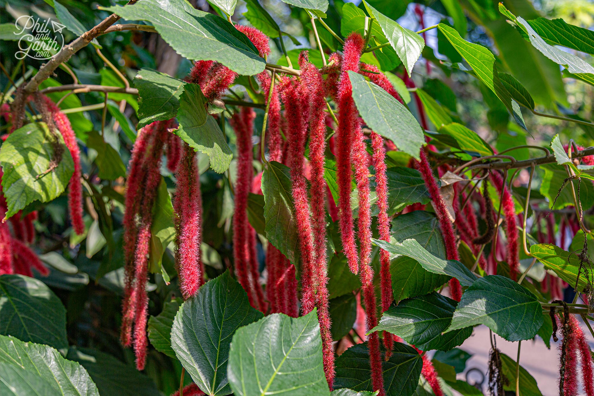 These are called Love Lies Bleeding Amaranthus caudatus from Central and South America