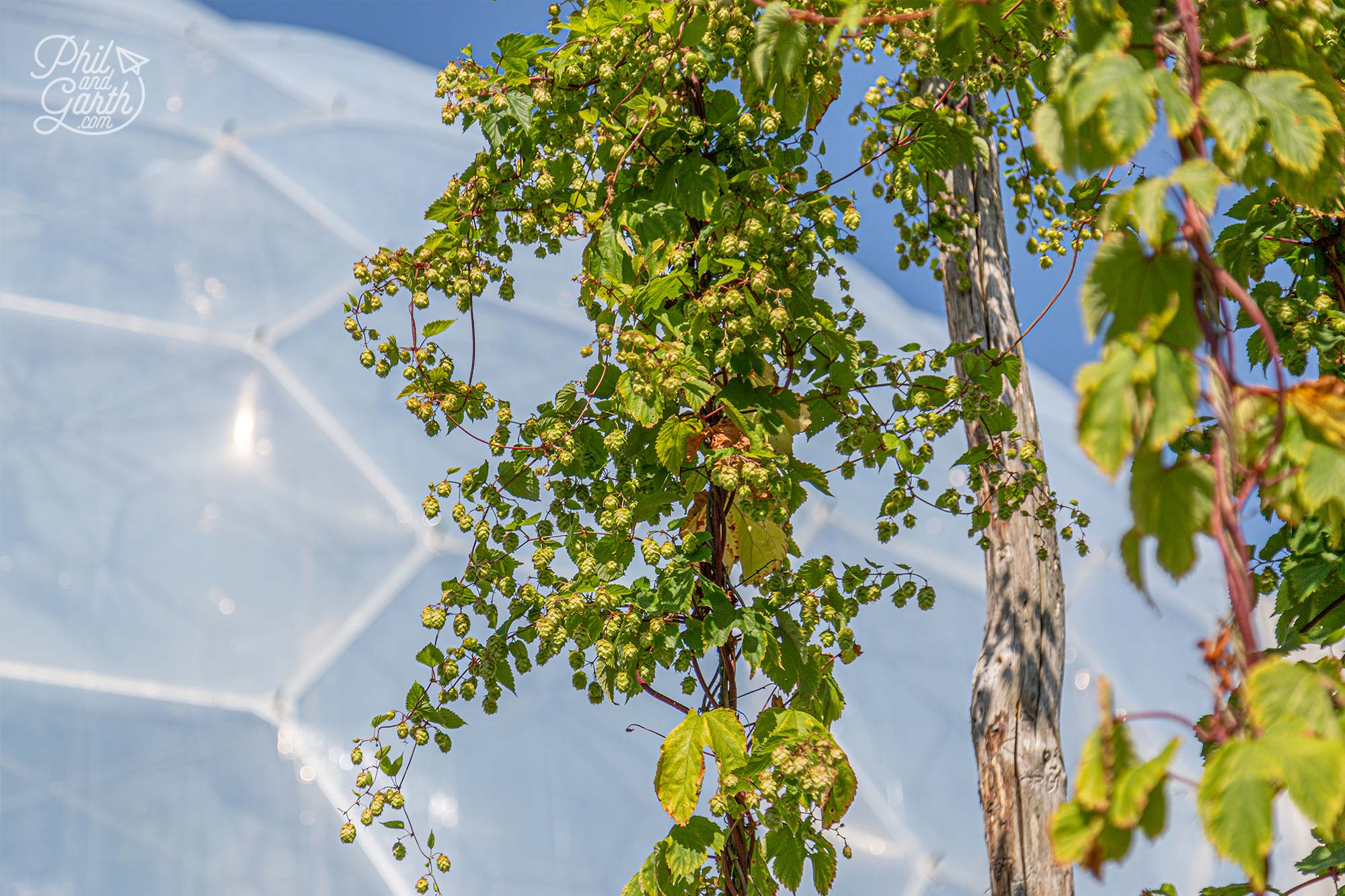 These are hops - originally used in beer production to stop the beer going sour