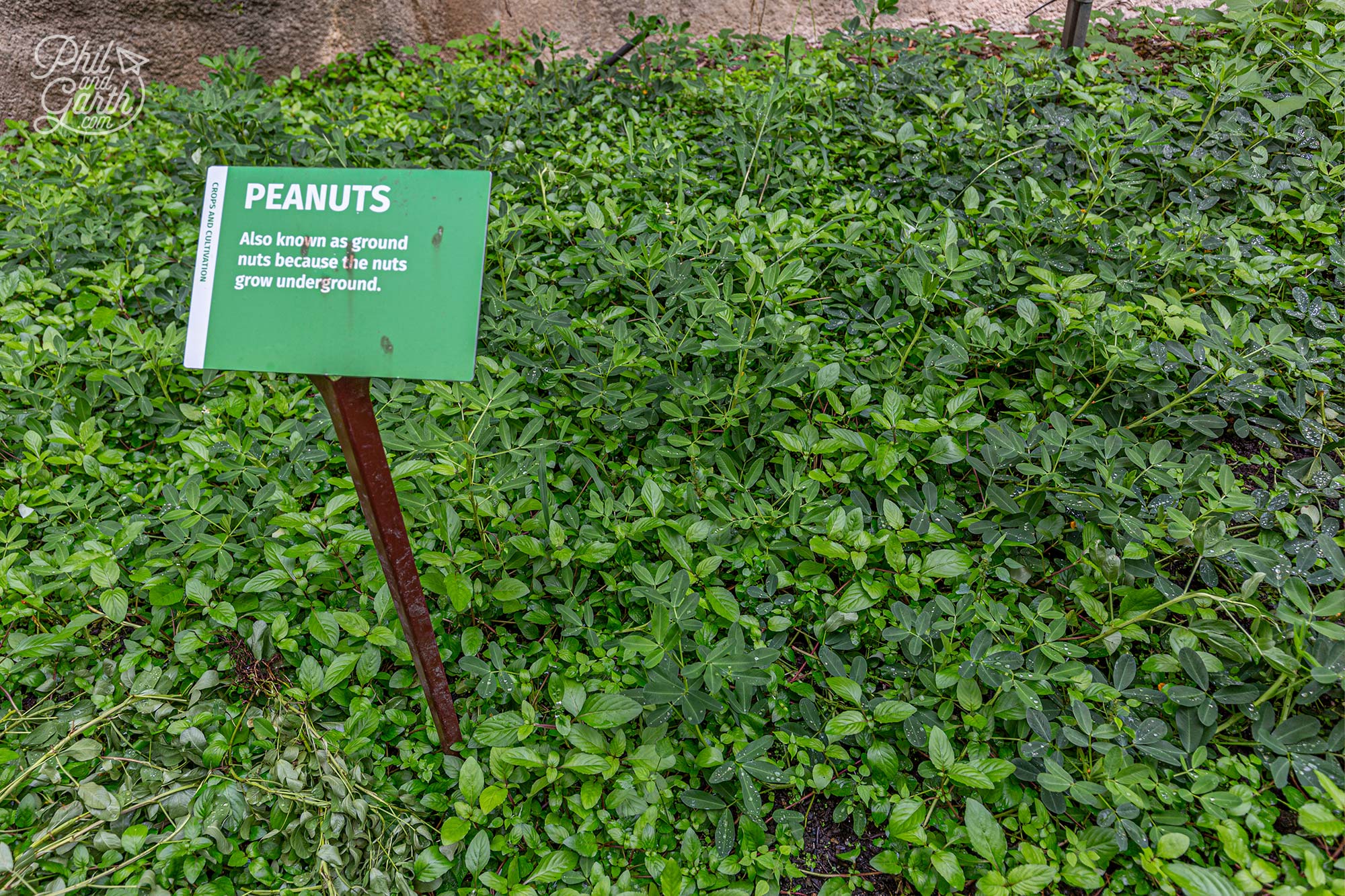 We had no idea peanuts grow underground