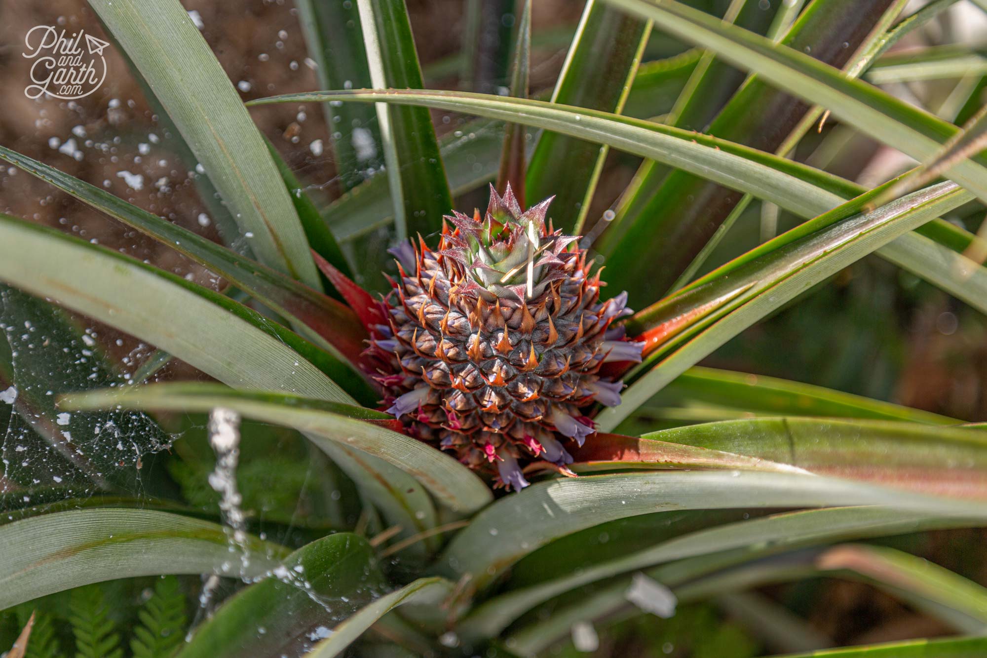 A sight you don't expect to see - a pineapple growing in England!