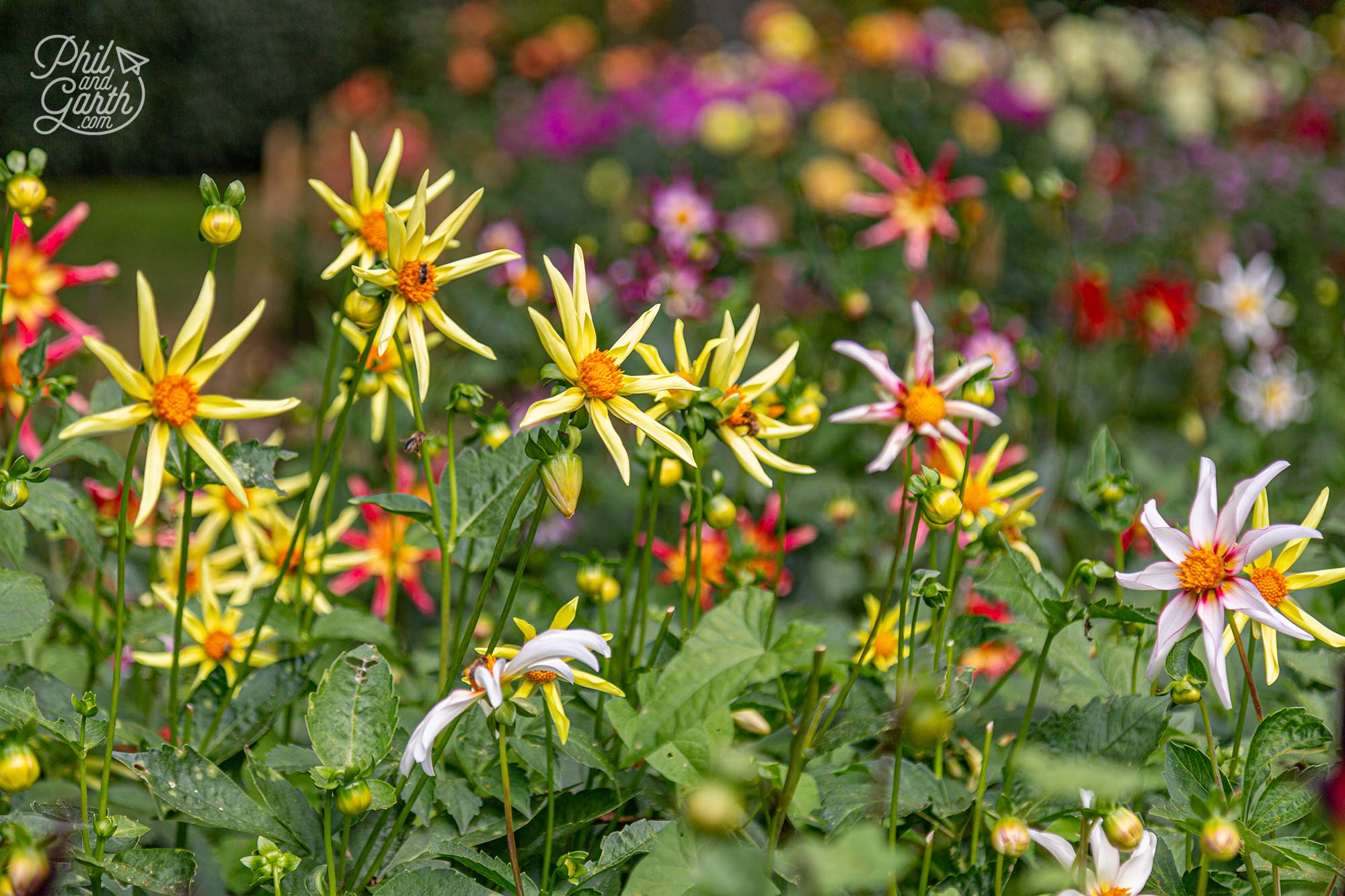 We visited at the end of August so the garden was bursting with colourful dahlias