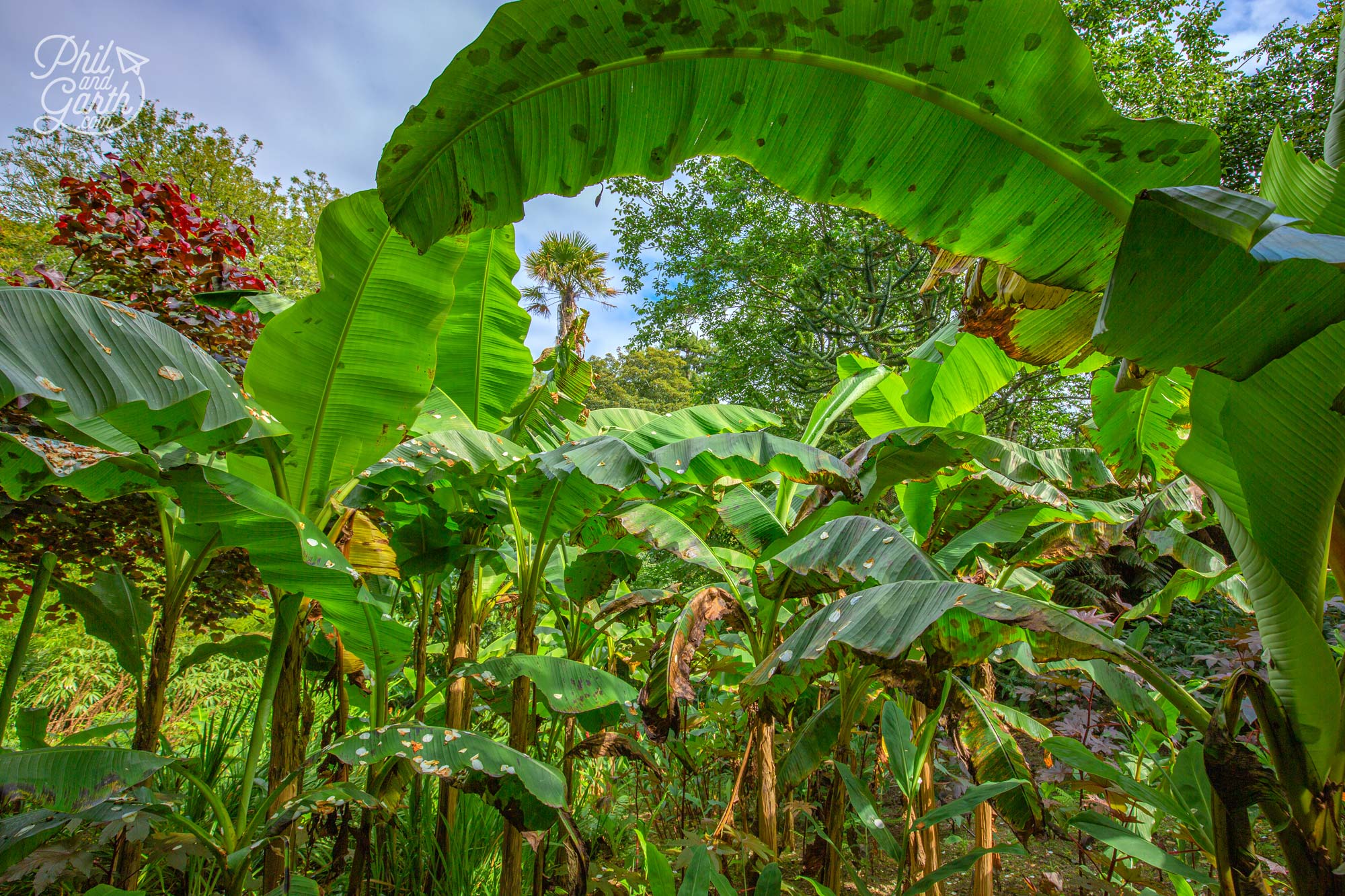 Banana plantation in the jungle valley - a part of the Heligan Gardens estate