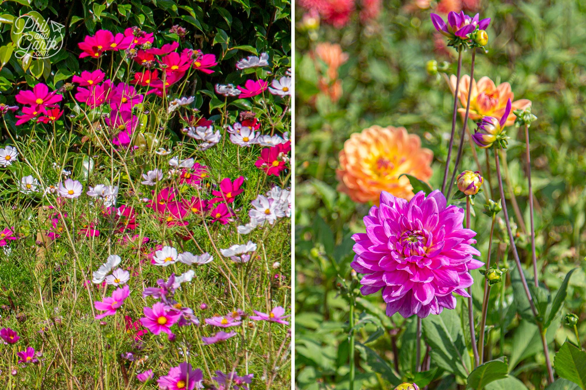 Cosmos and dahlias are perfect cut flowers