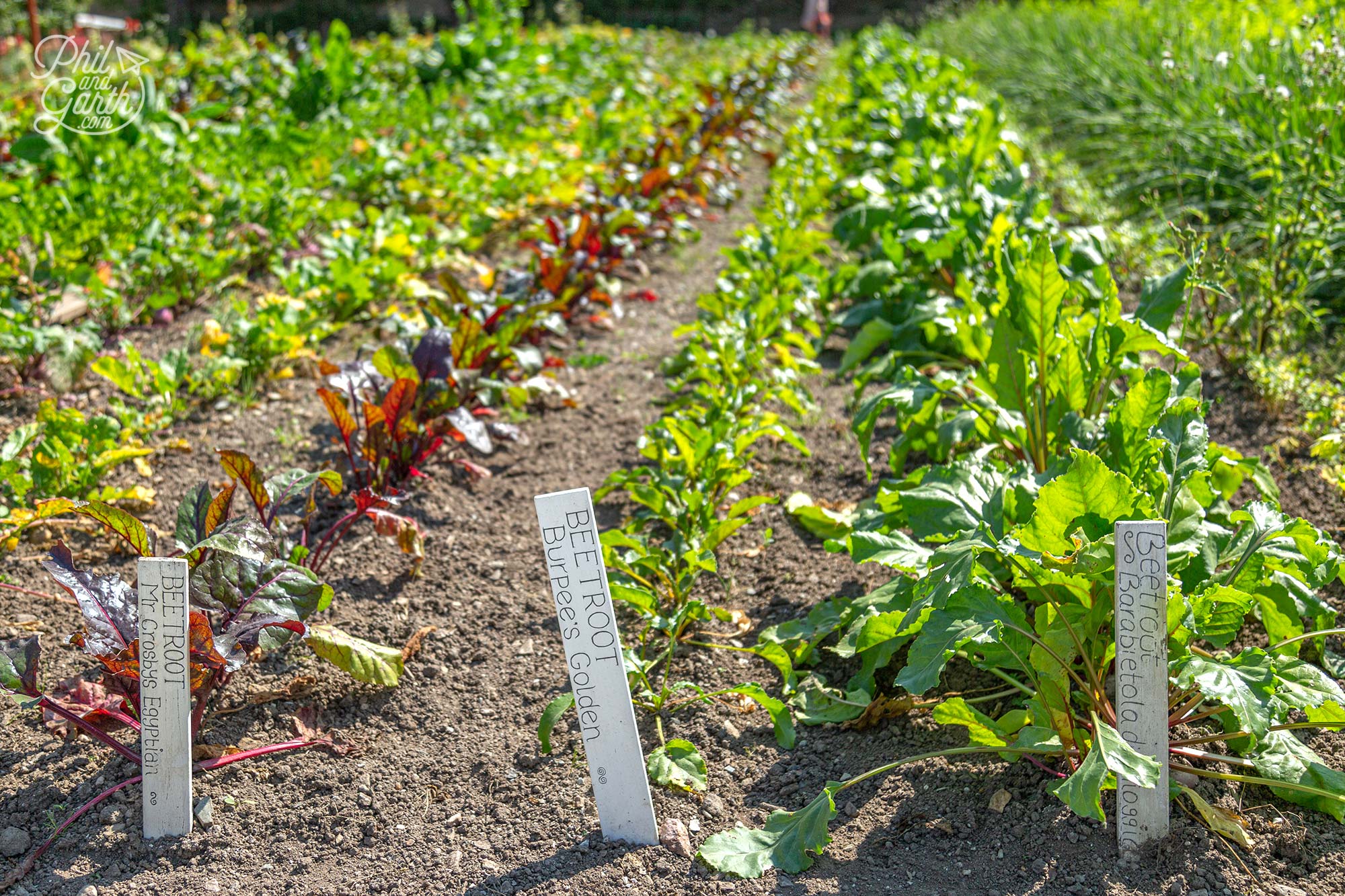 Different types of Beetroot growing