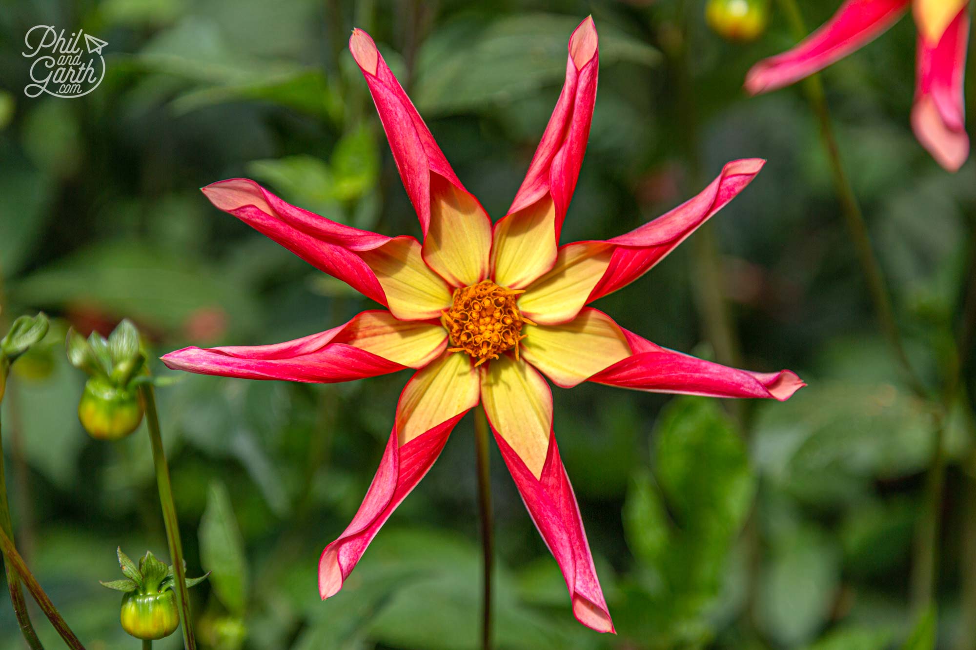 How stunning is this dahlia? looks like a firework