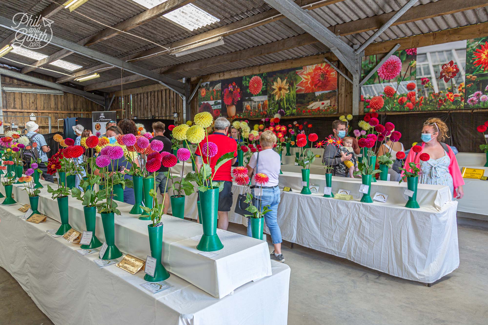 Inside a barn a dahlia flower show been judged