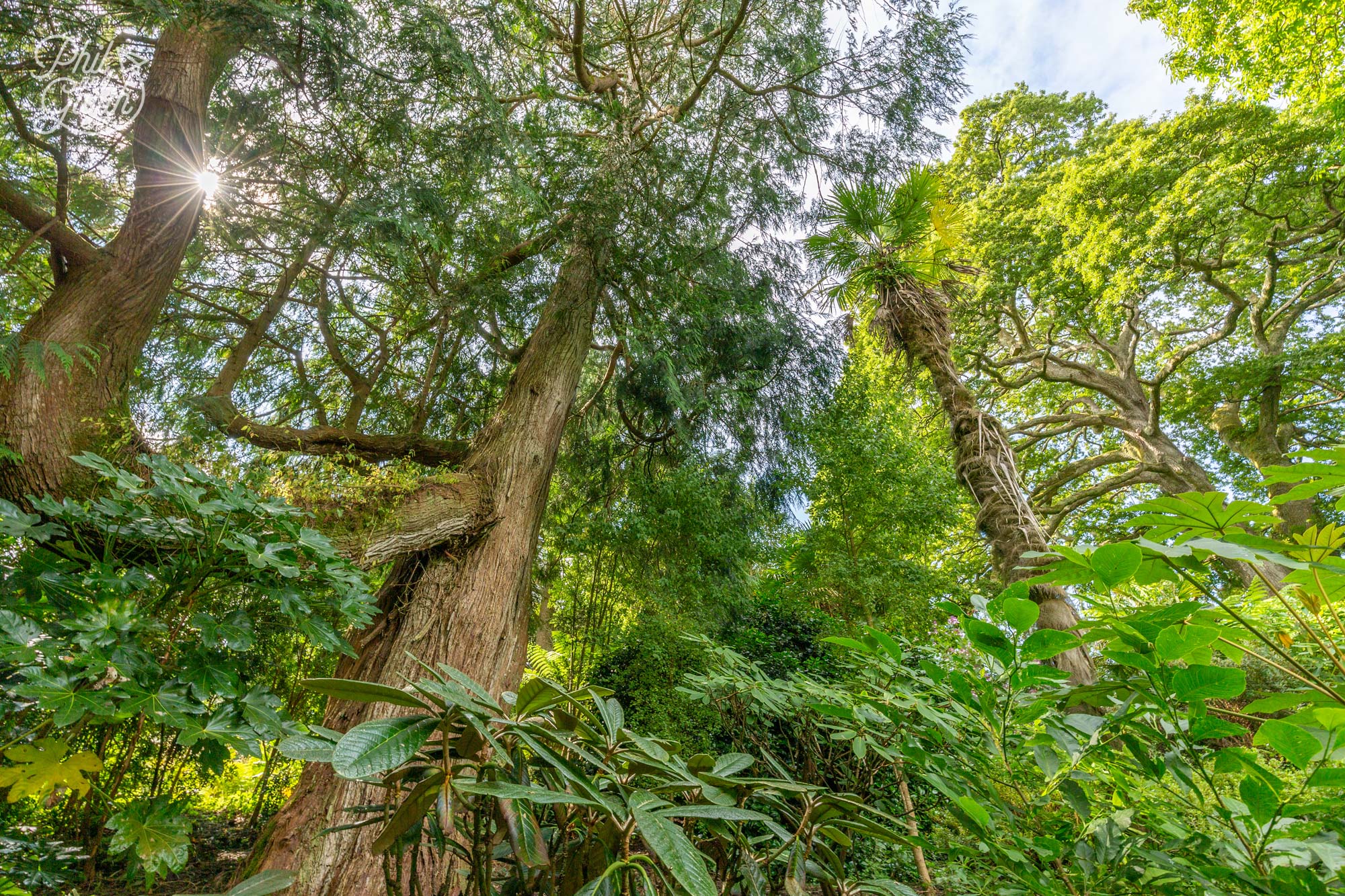 Looking up to the sky from the Jungle valley at the Lost Gardens of Heligan