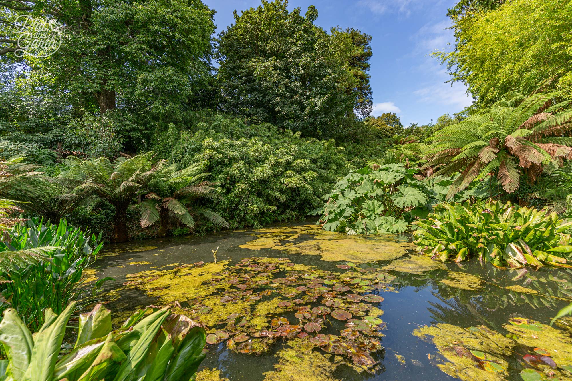 One of the 4 ponds in the jungle surrounded by sub tropical plants