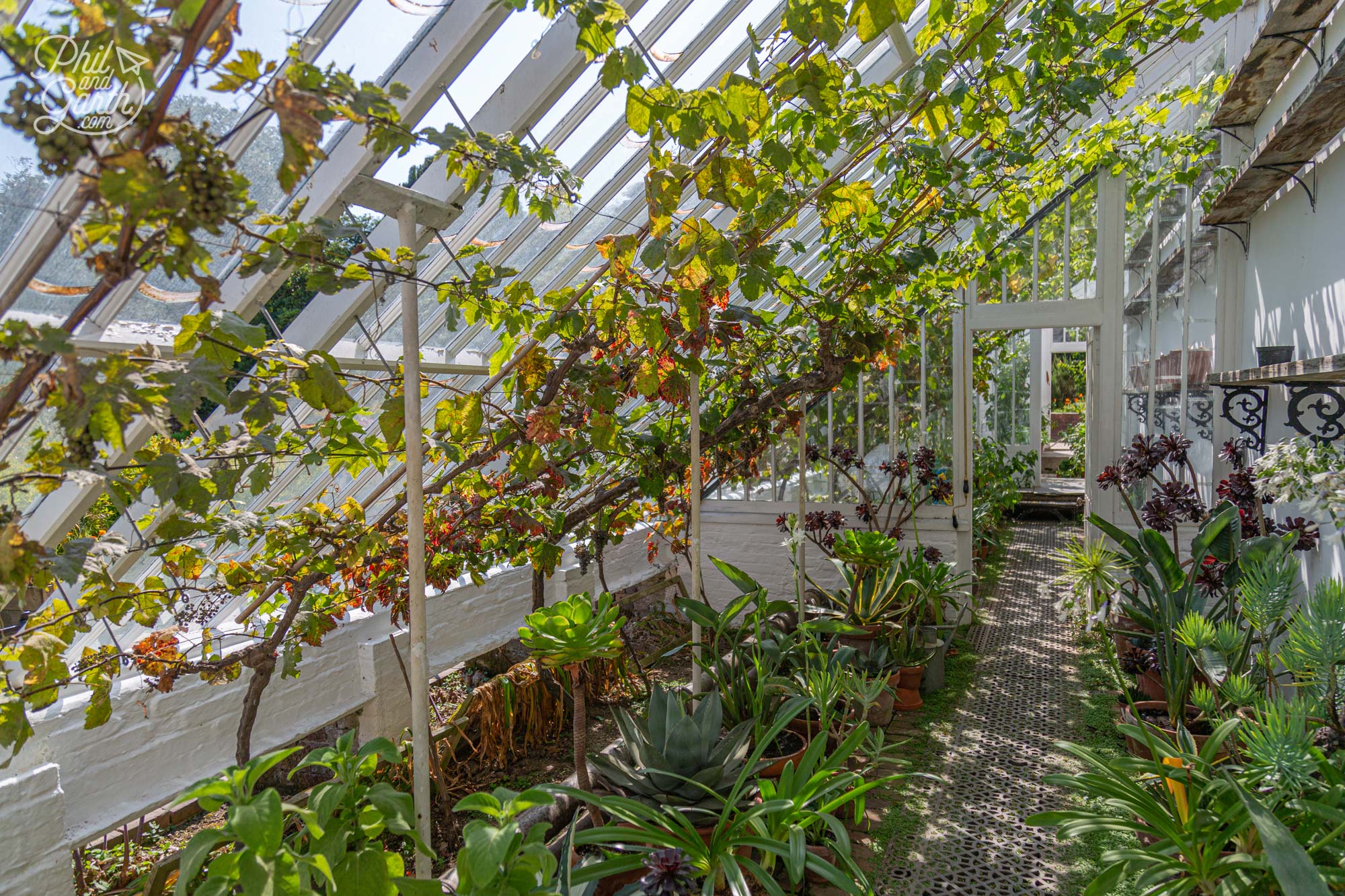 One of the glass greenhouses fulll of grape vines