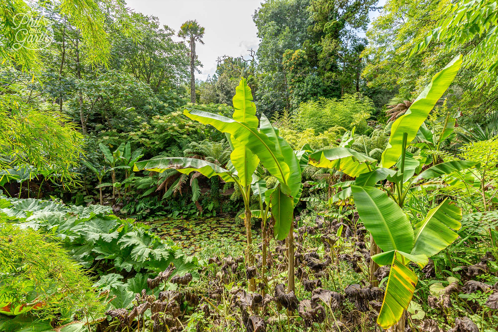 Our favourite attraction of the Lost Gardens of Heligan - The Jungle valley