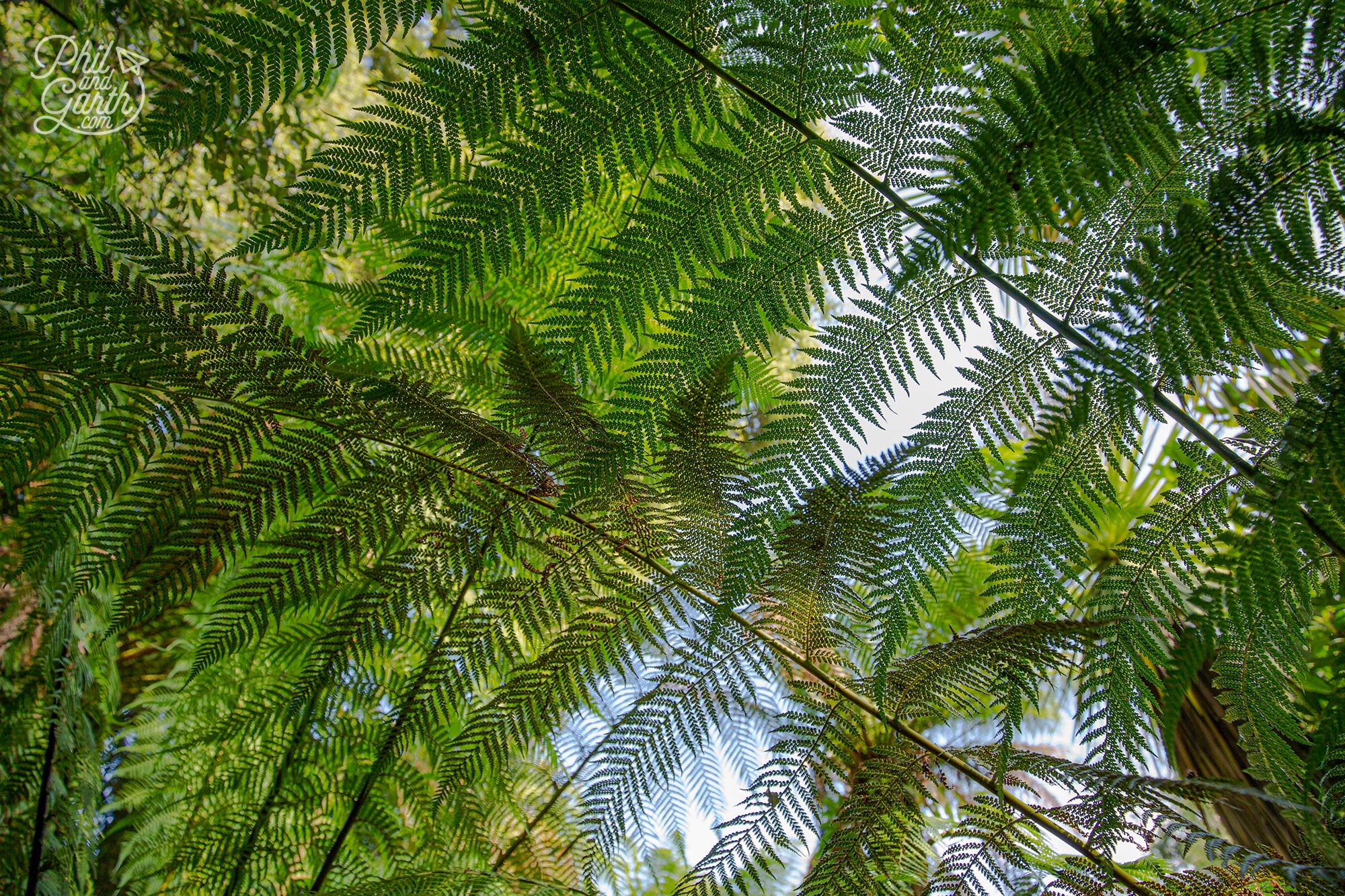 Parts of the New Zealand Garden have a canopy of tree ferns