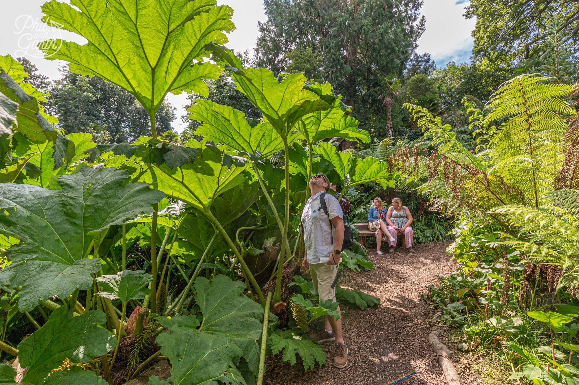 Phil under a towering Brazilian Gunnera - a giant rhubarb plant