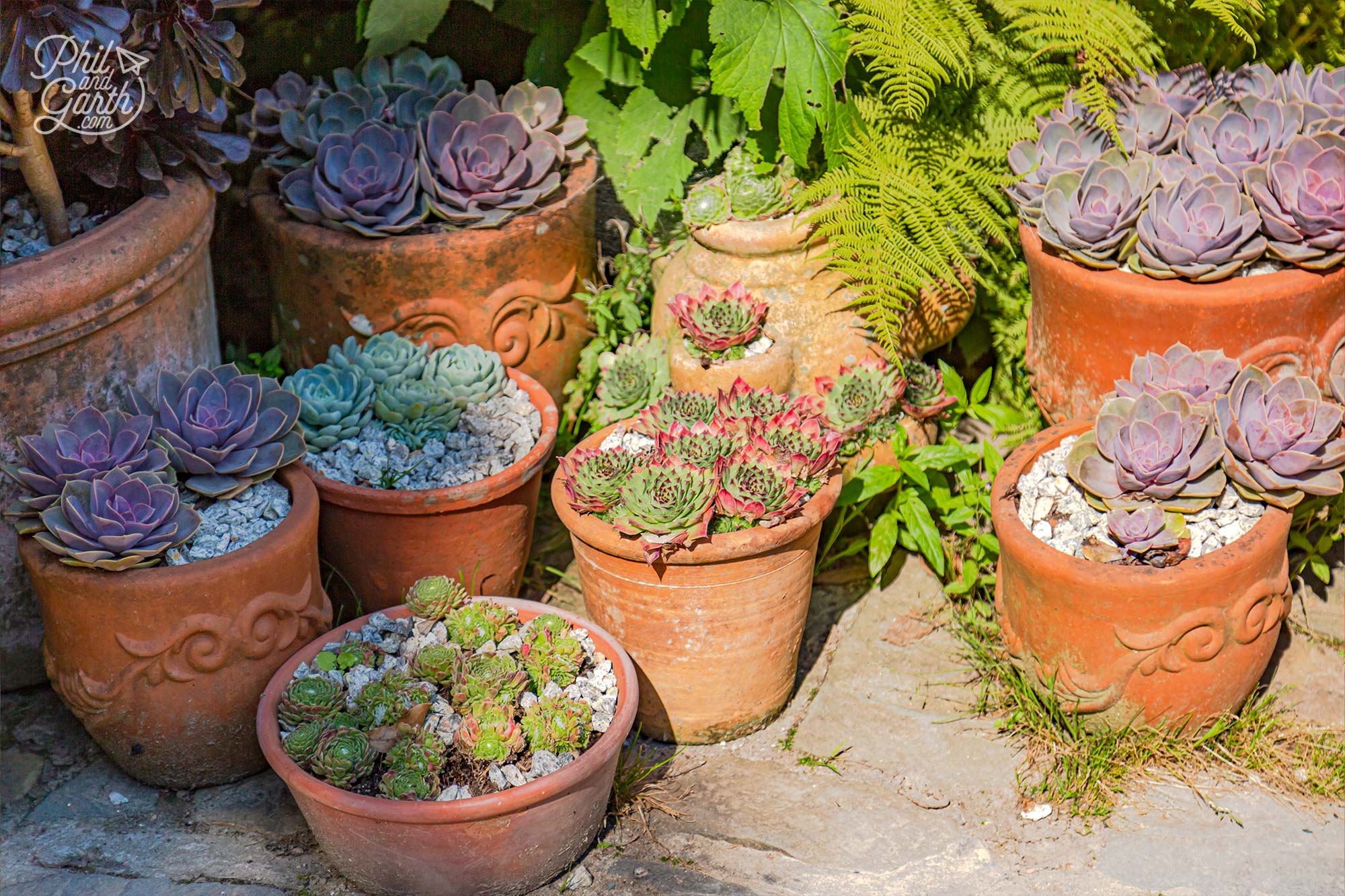 Potted succulent plants in the Italian Garden