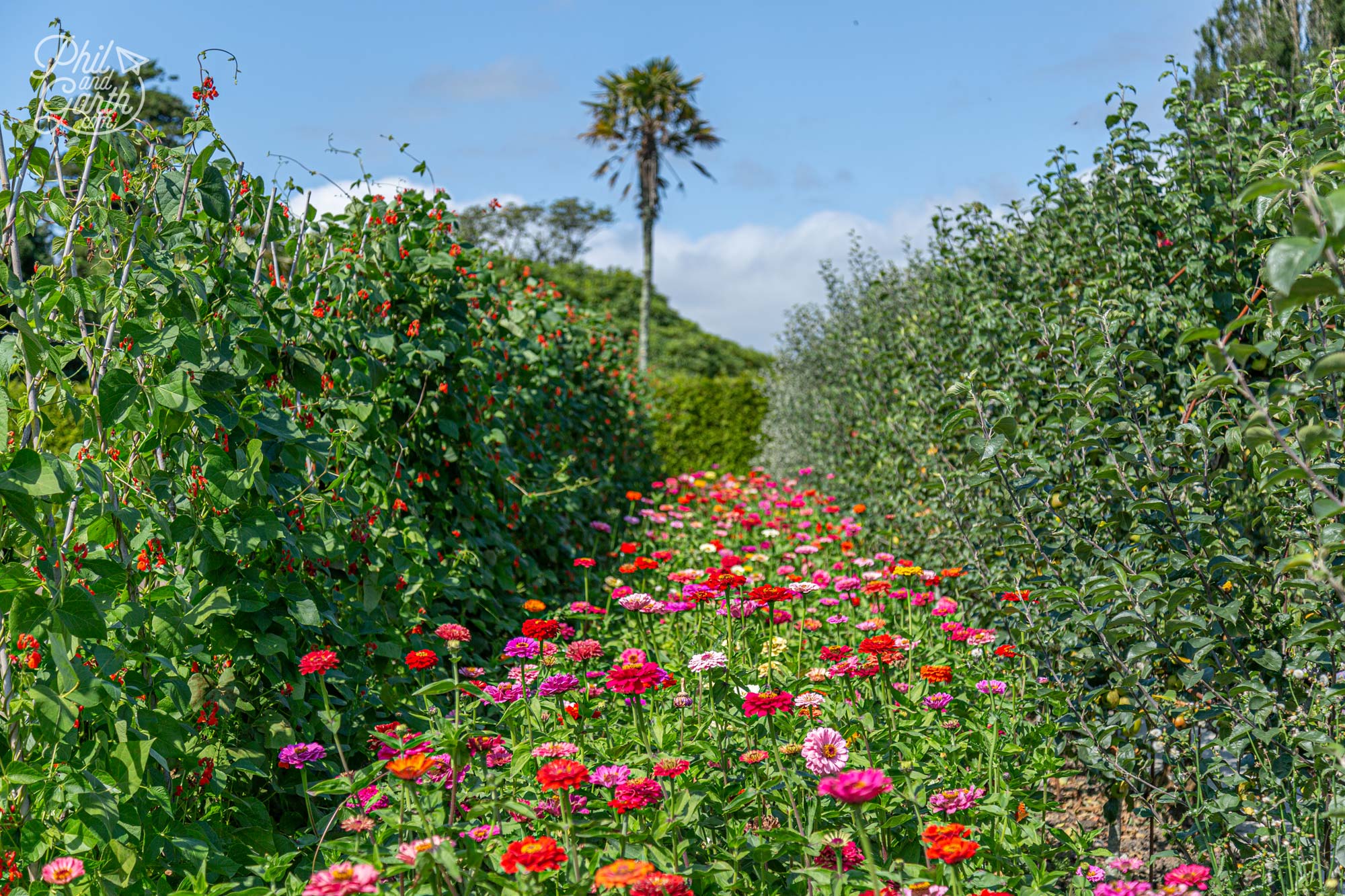 Rows of runner beans and flowers in Heligan's Kitchen Garden