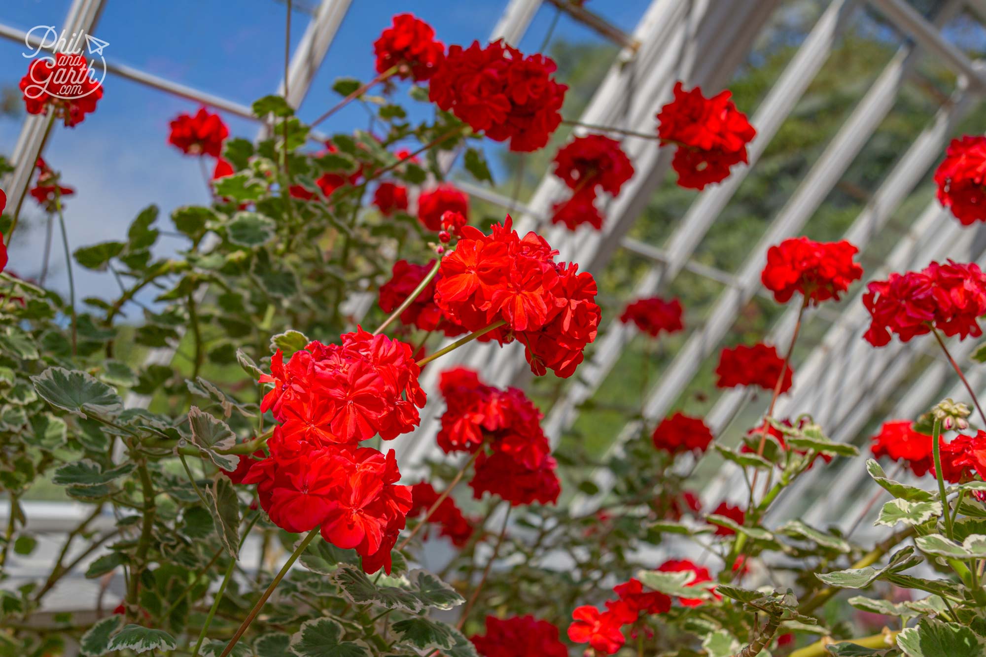 So many lovely potted geraniums, the smell reminds us of Spain