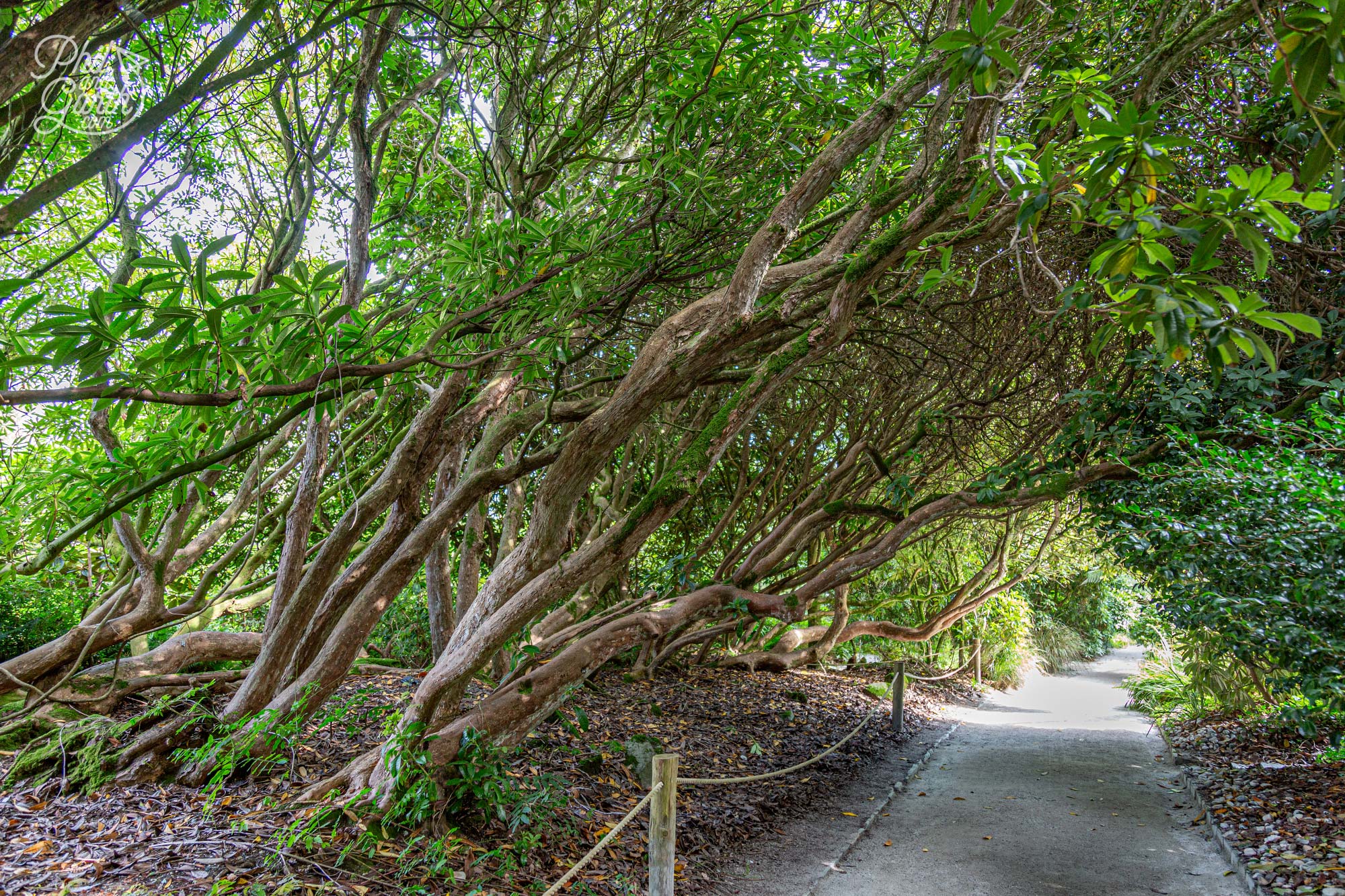 The Woodland Walk Lost Gardens of Heligan