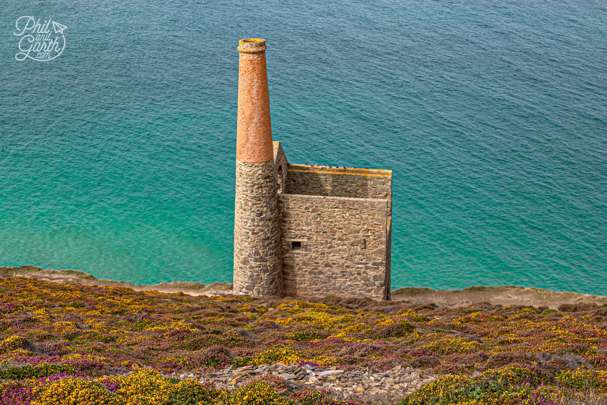 The iconic chimney of the Towanroath Shaft engine house surrounded by a carpet of heather and yellow gorse