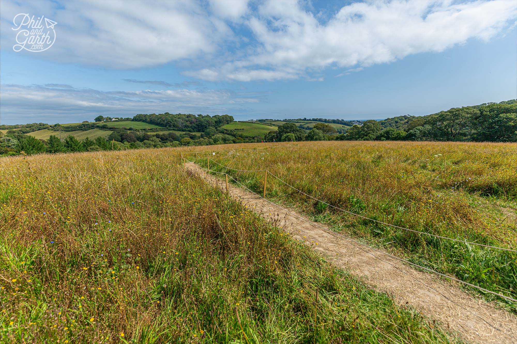 The wildflower meadow home to pollinator insects - bees, butterflies, moths, wasps and beetles