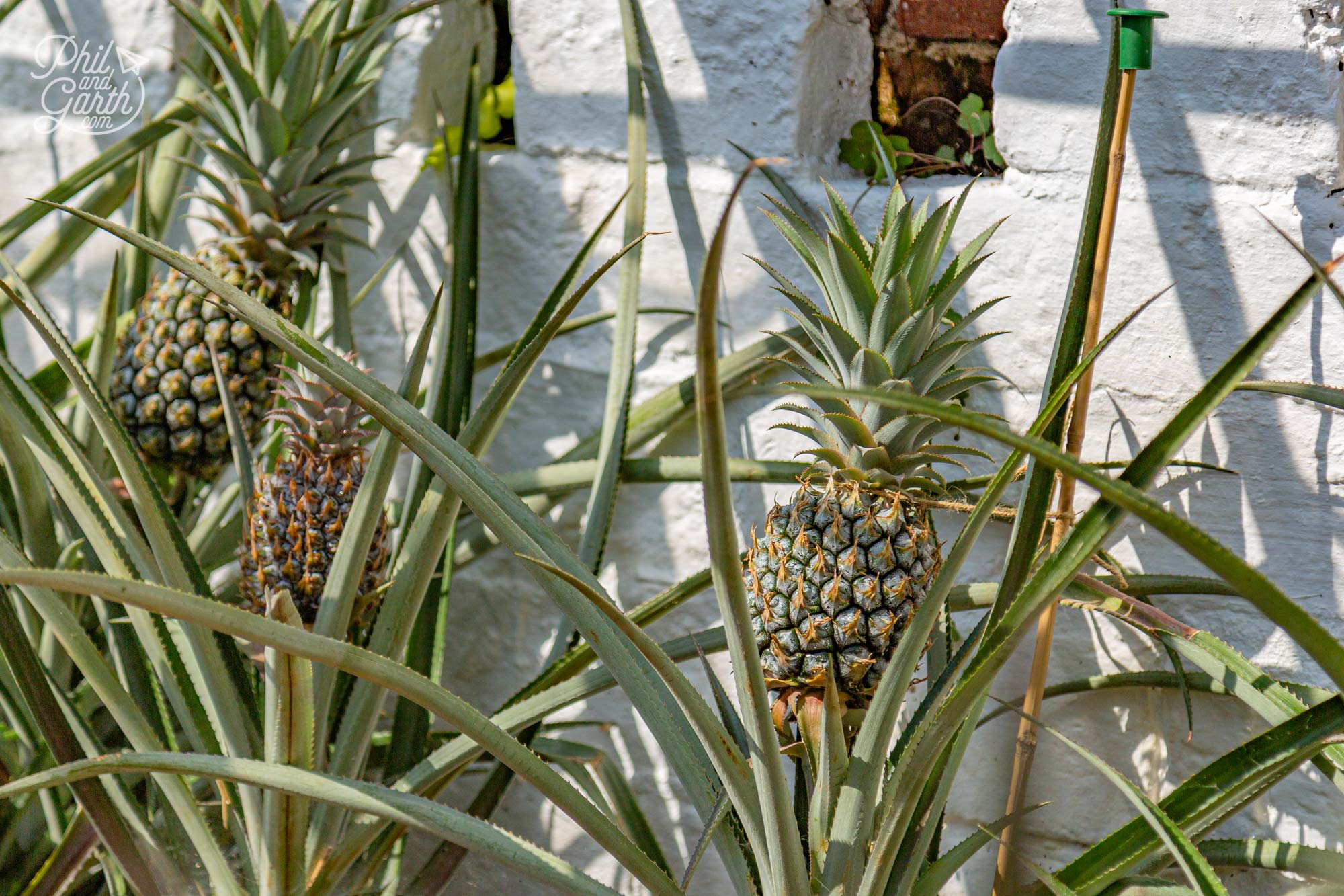 These pineapples look ready to pick