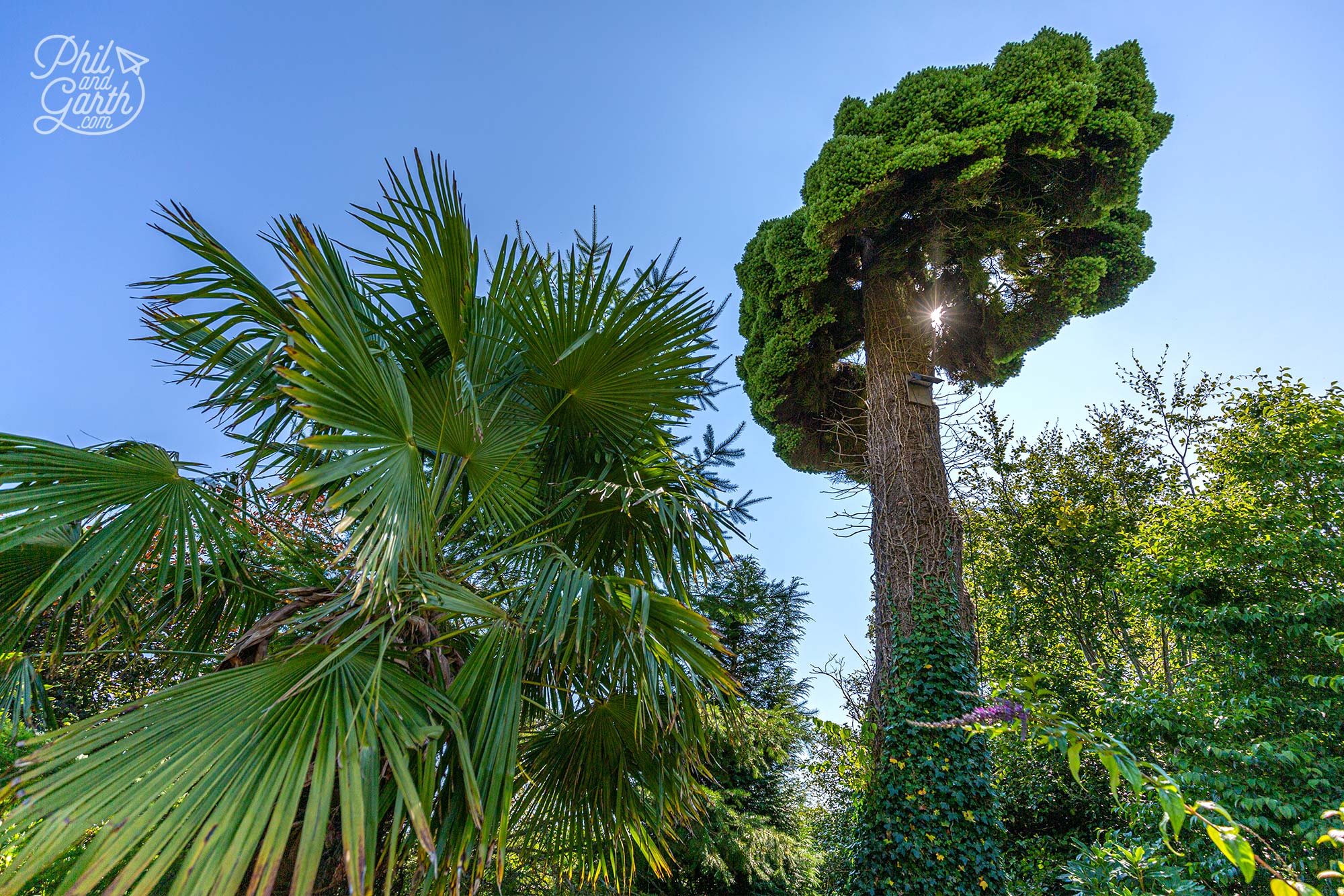 To the right - an ancient Douglas Fir Tree, nicknamed "Witches’ Broom"