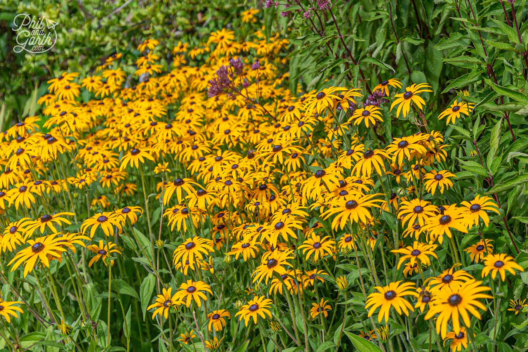 We love these Black-eyed Susan Rudbeckia plants and have them in our garden for late summer colour