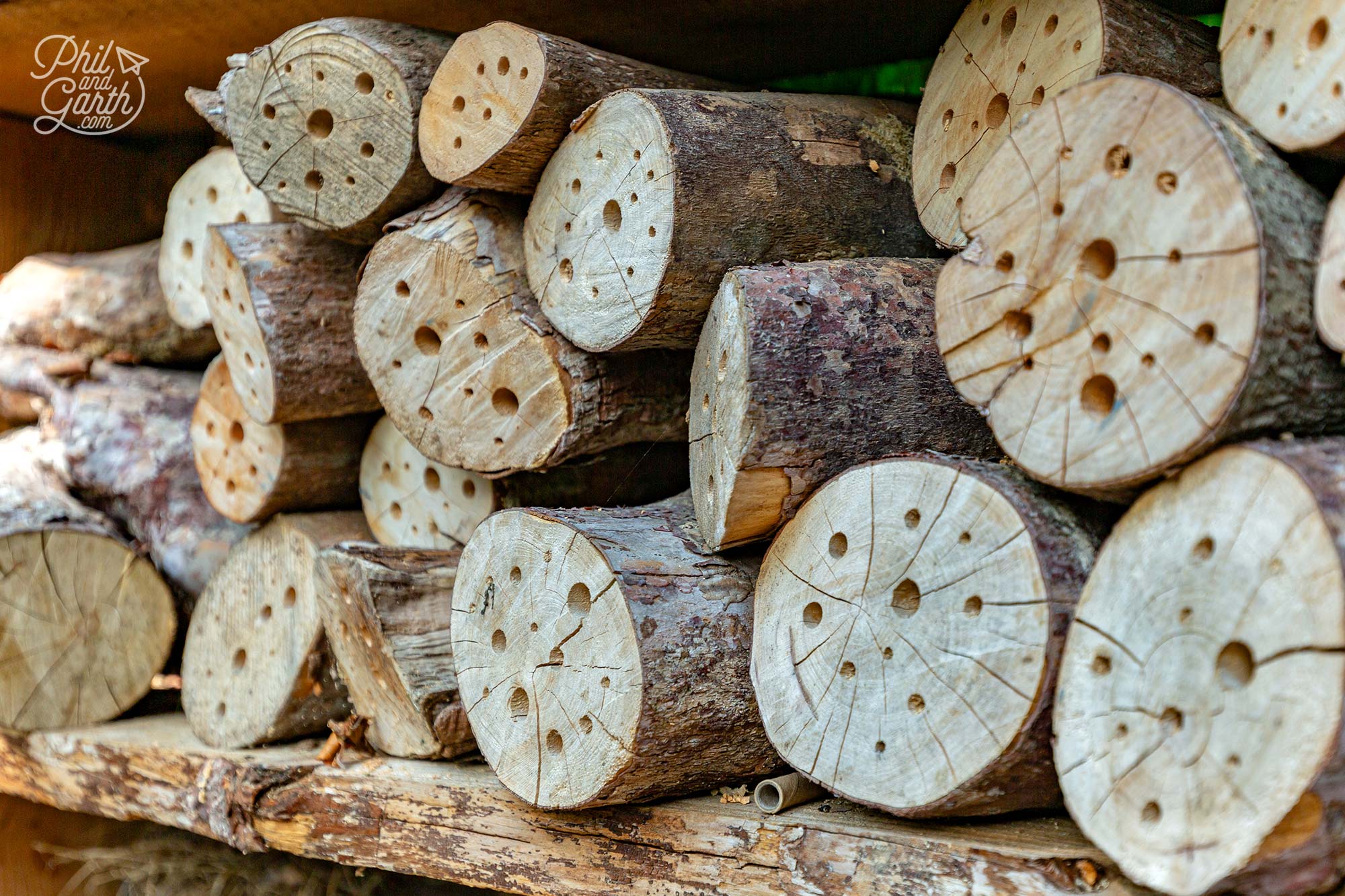We're going to take home this idea - drilling different size holes in logs for bugs