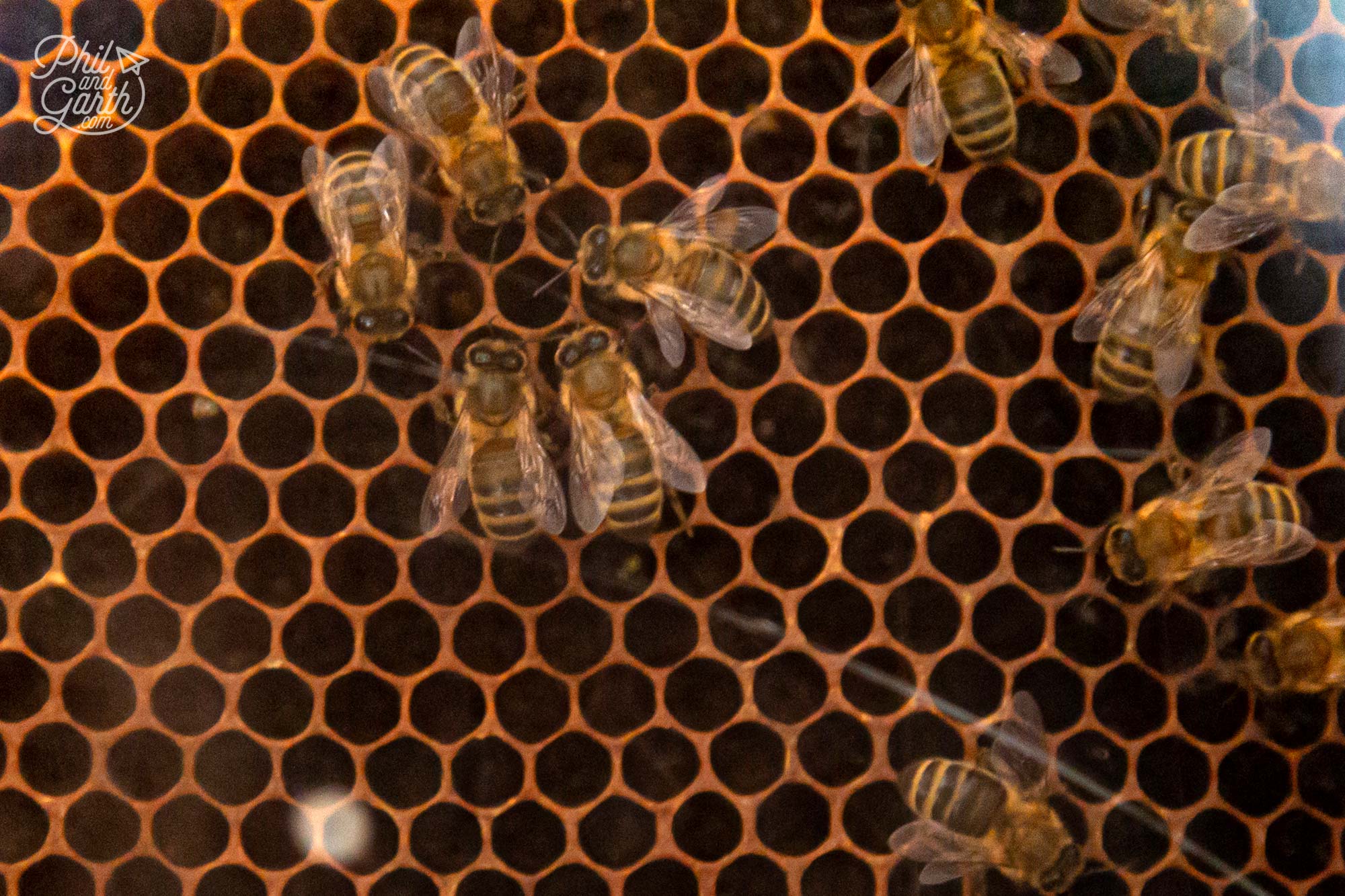 You can view black honey bees at the bee observation hive