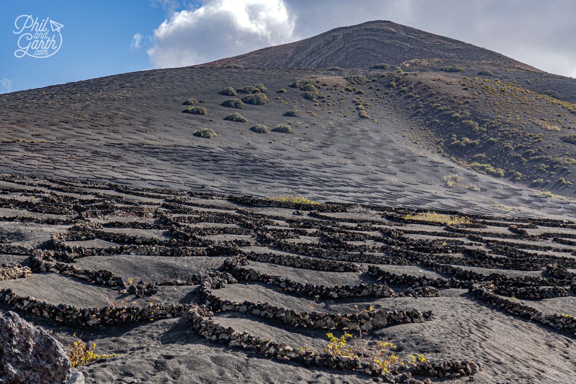 Grape vines grow in the dark volcanic soil